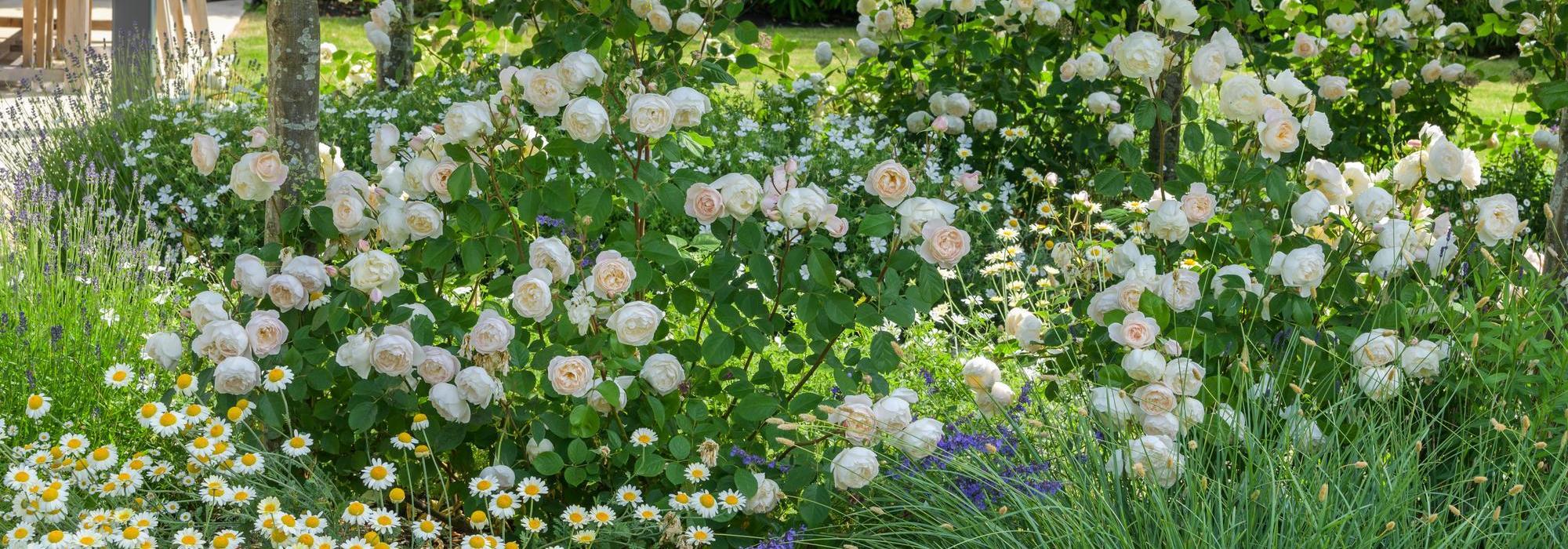 Desdemona, white English shrub rose