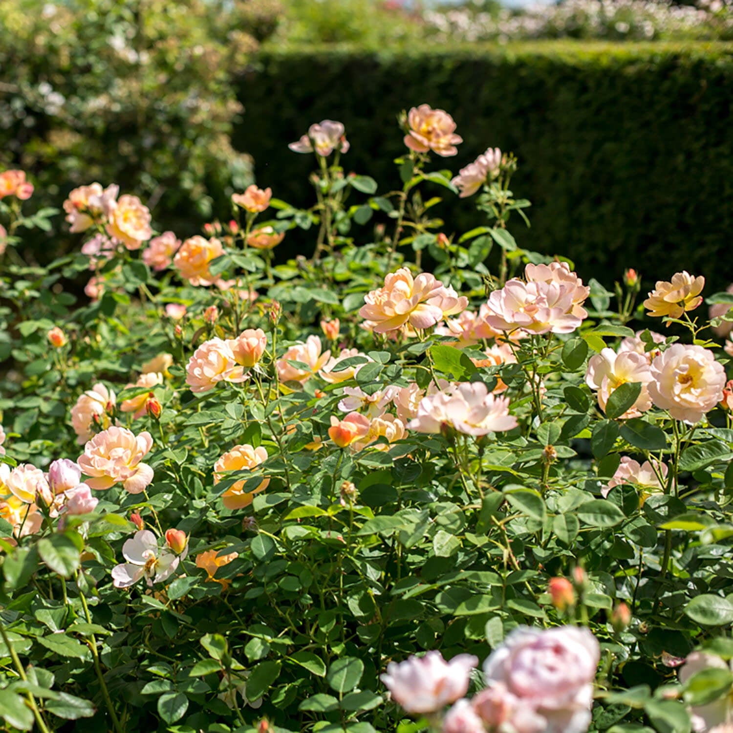 The Lark Ascending® 10 Rose Hedging Bundle