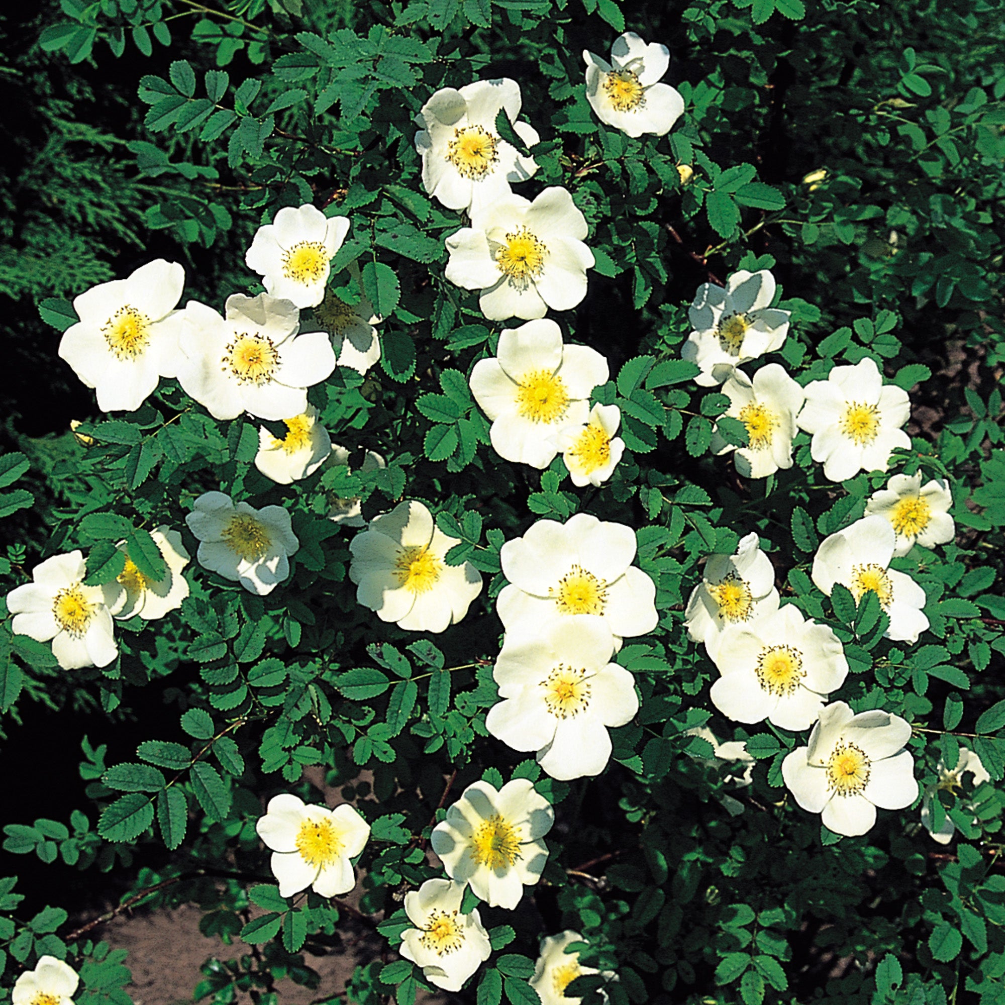 R. spin. 'Grandiflora'