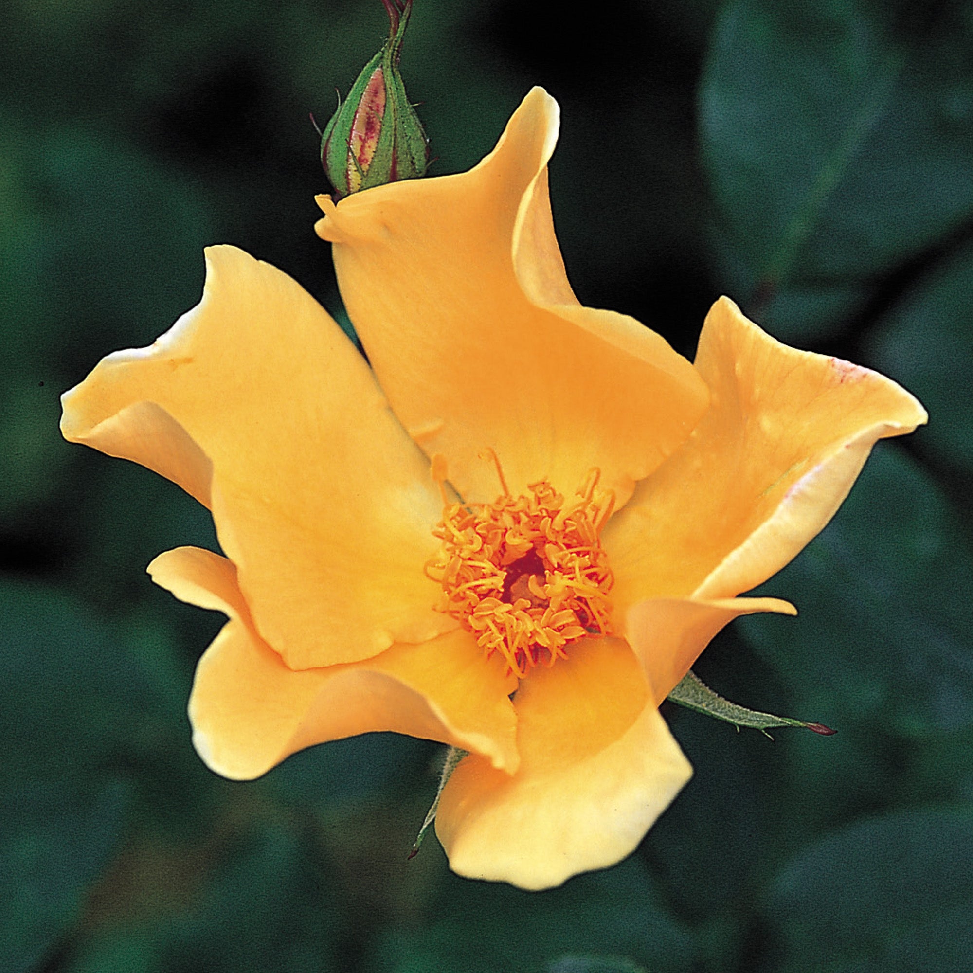Mrs Oakley Fisher Hybrid Tea David Austin Roses mrs-oakley-fisher-hybrid-tea-david-austin-roses