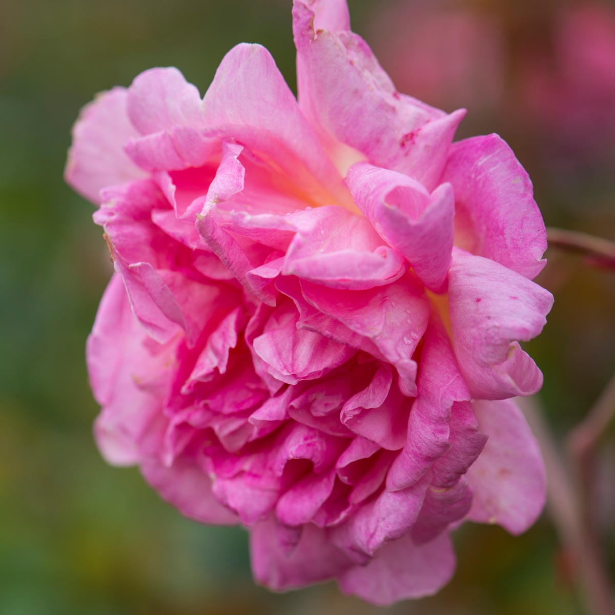 Souvenir de Mme. Léonie Viennot