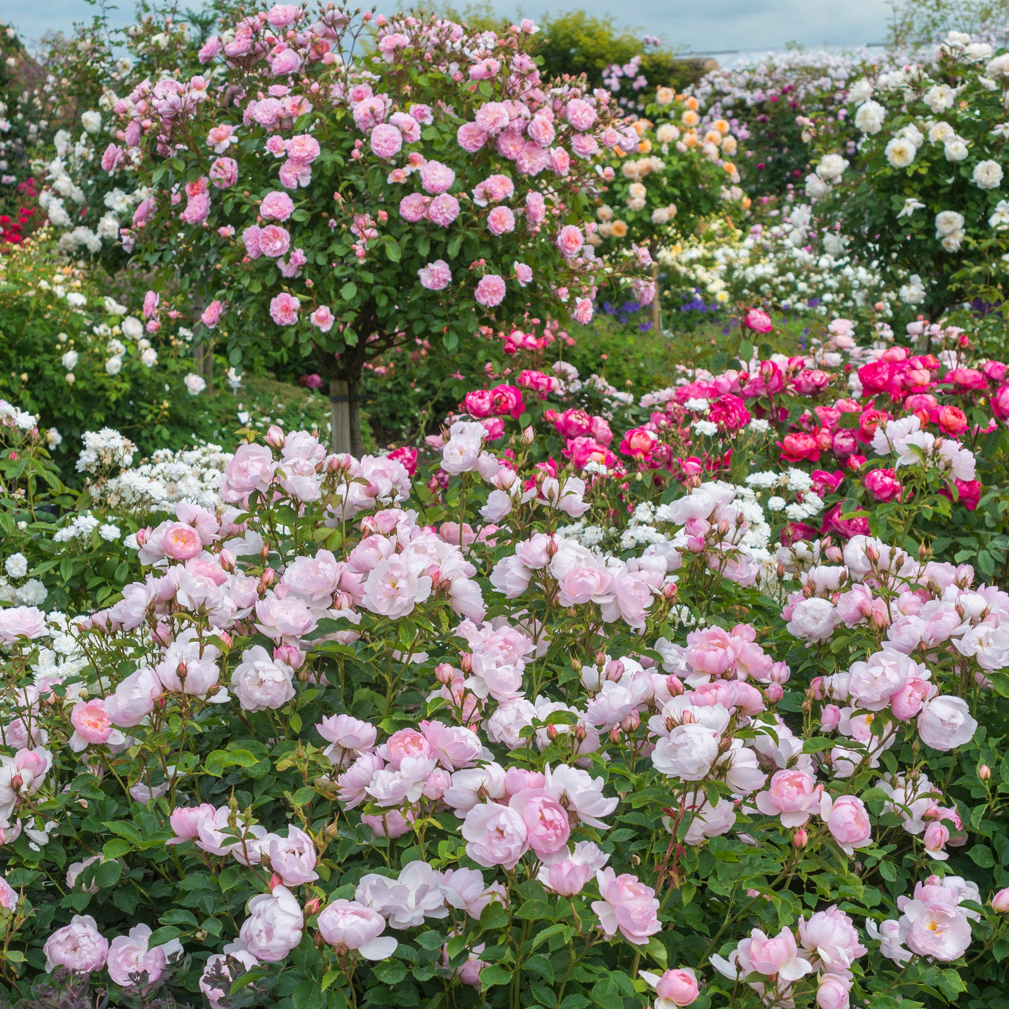 Scarborough Fair®
