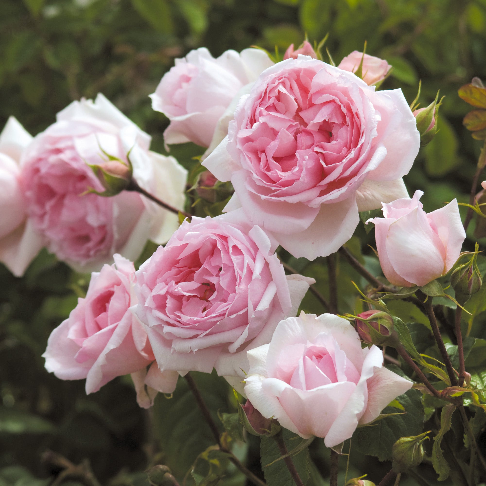 Rose The Wedgwood Rose