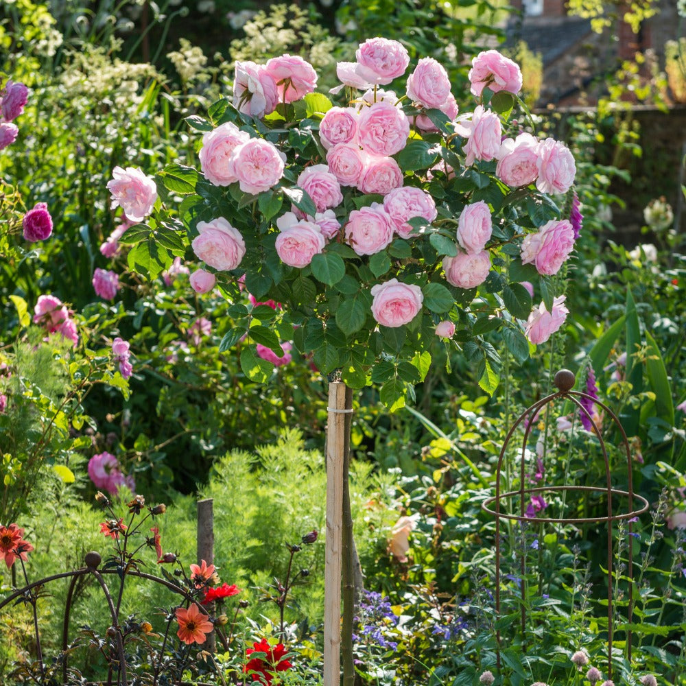 Olivia Rose Austin (Ausmixture) | English Standard Tree Rose