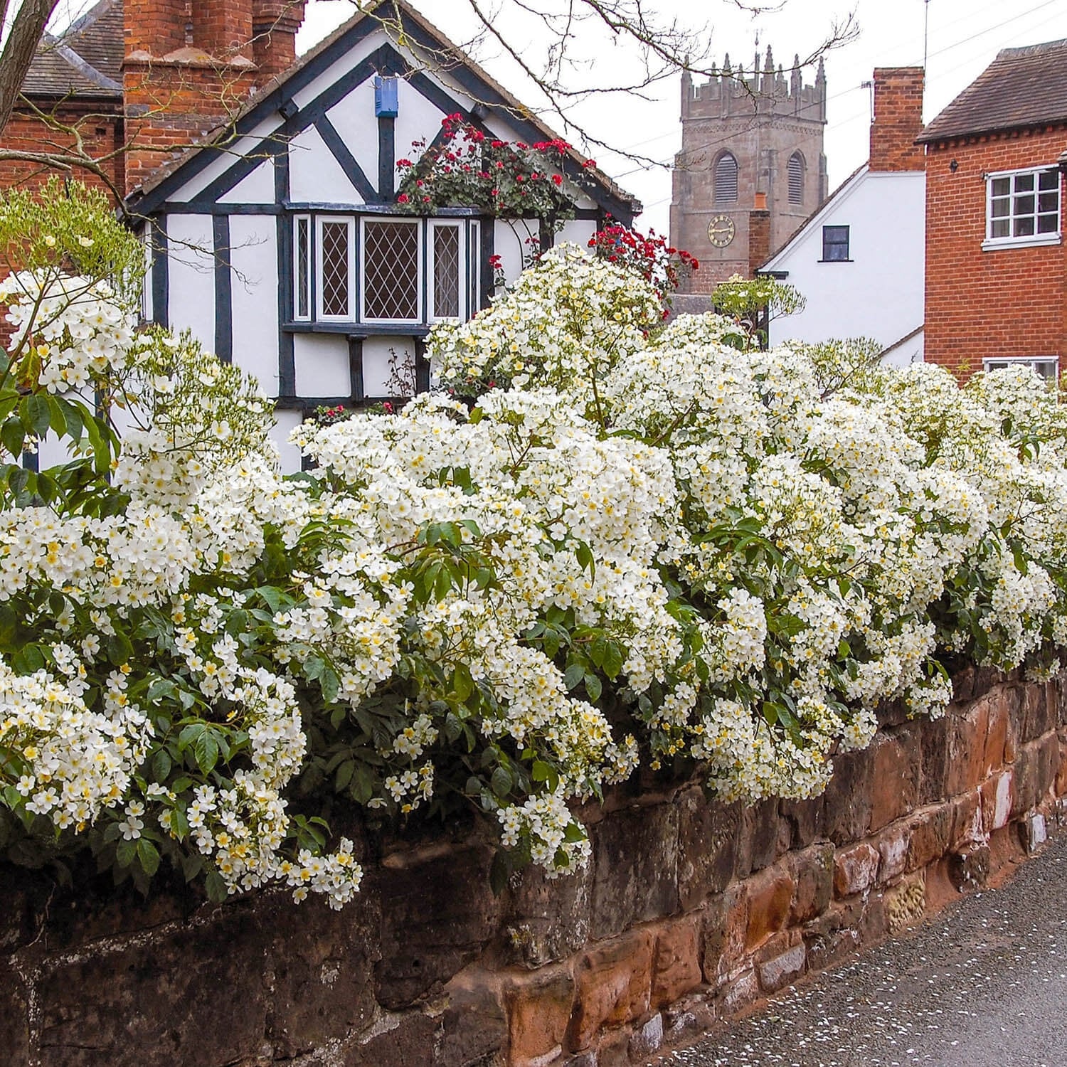 R. filipes 'Kiftsgate'