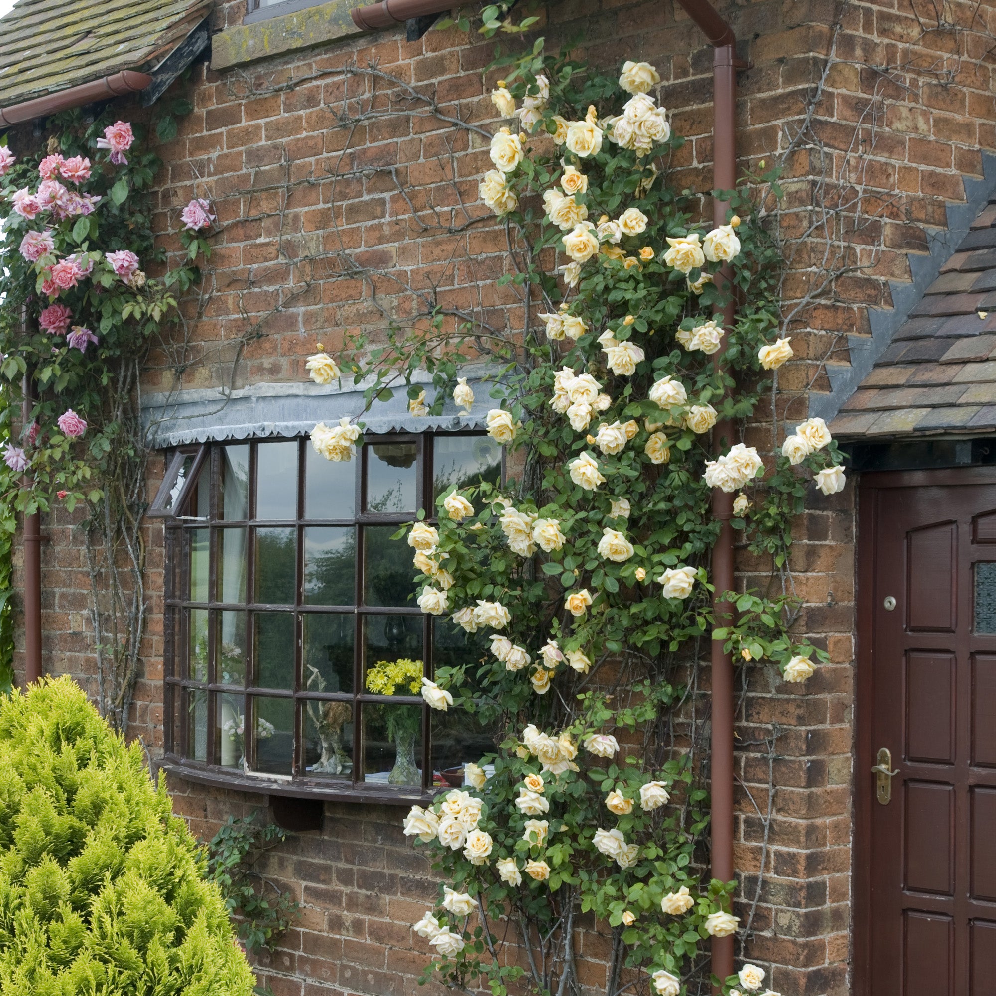 Lady Hillingdon | Climbing Rose | David Austin Roses