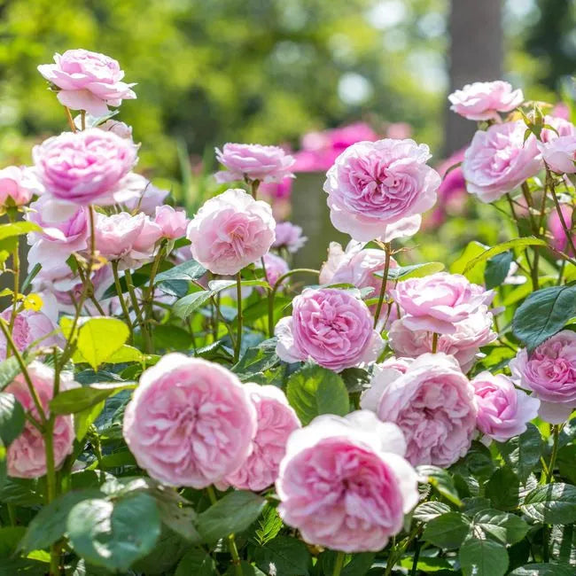 Olivia Rose Austin®