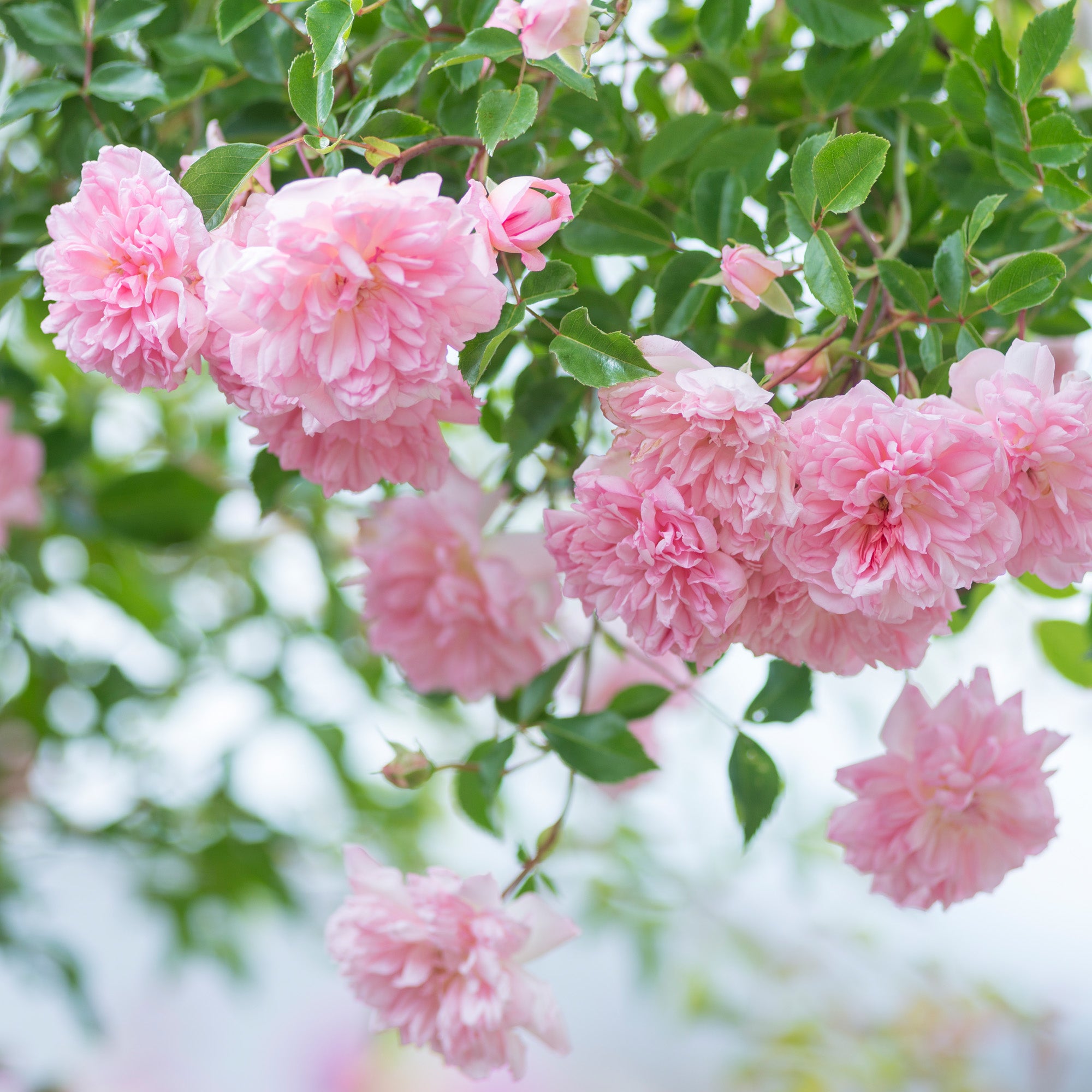 Francois Juranville | Rambling Rose | David Austin Roses