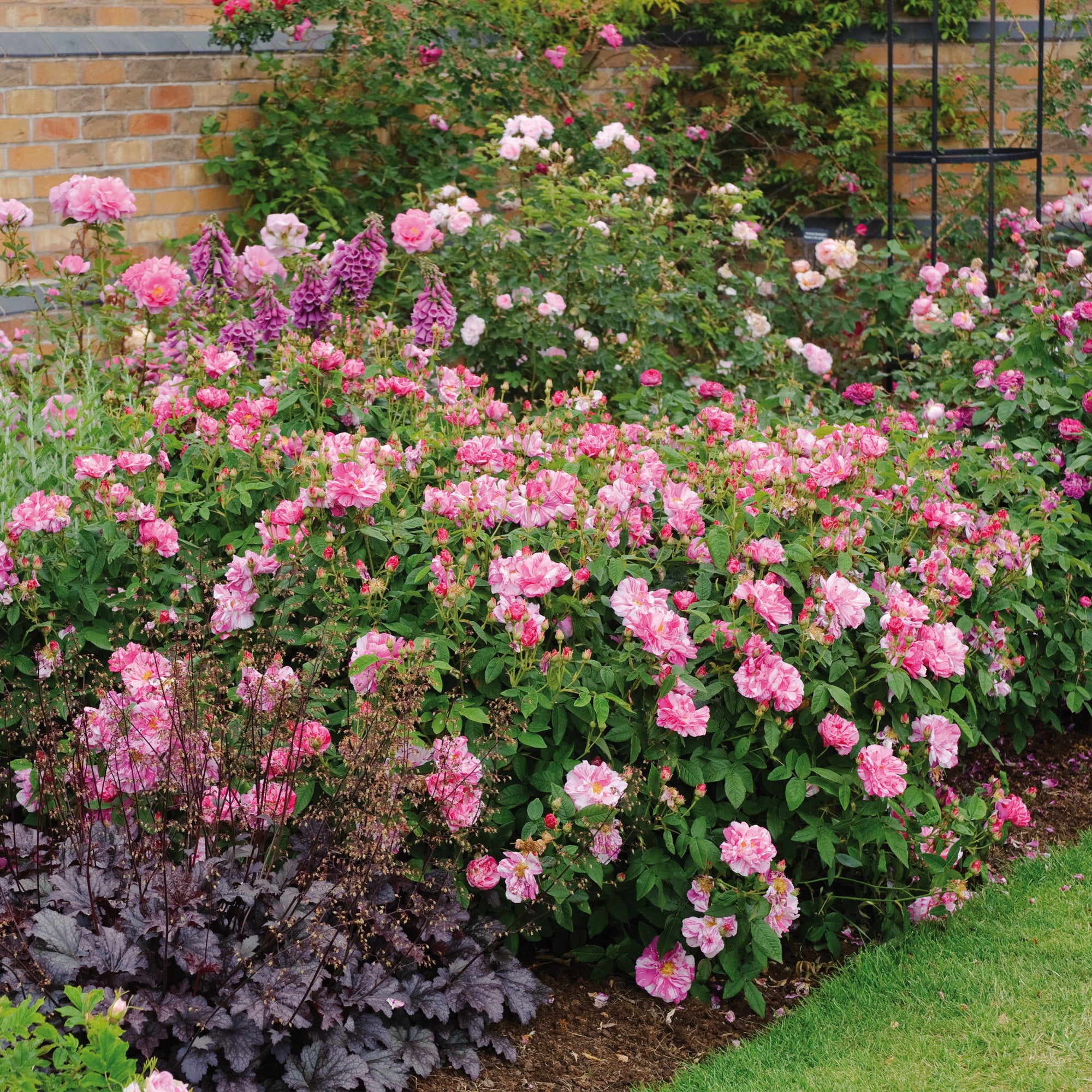 Rosa Mundi | Old Rose | David Austin Roses