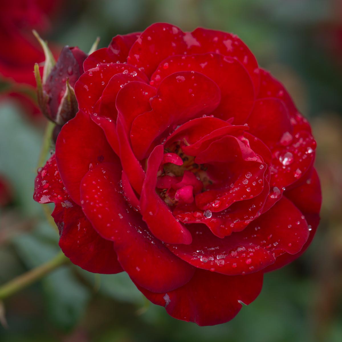 Ruby 40th Anniversary