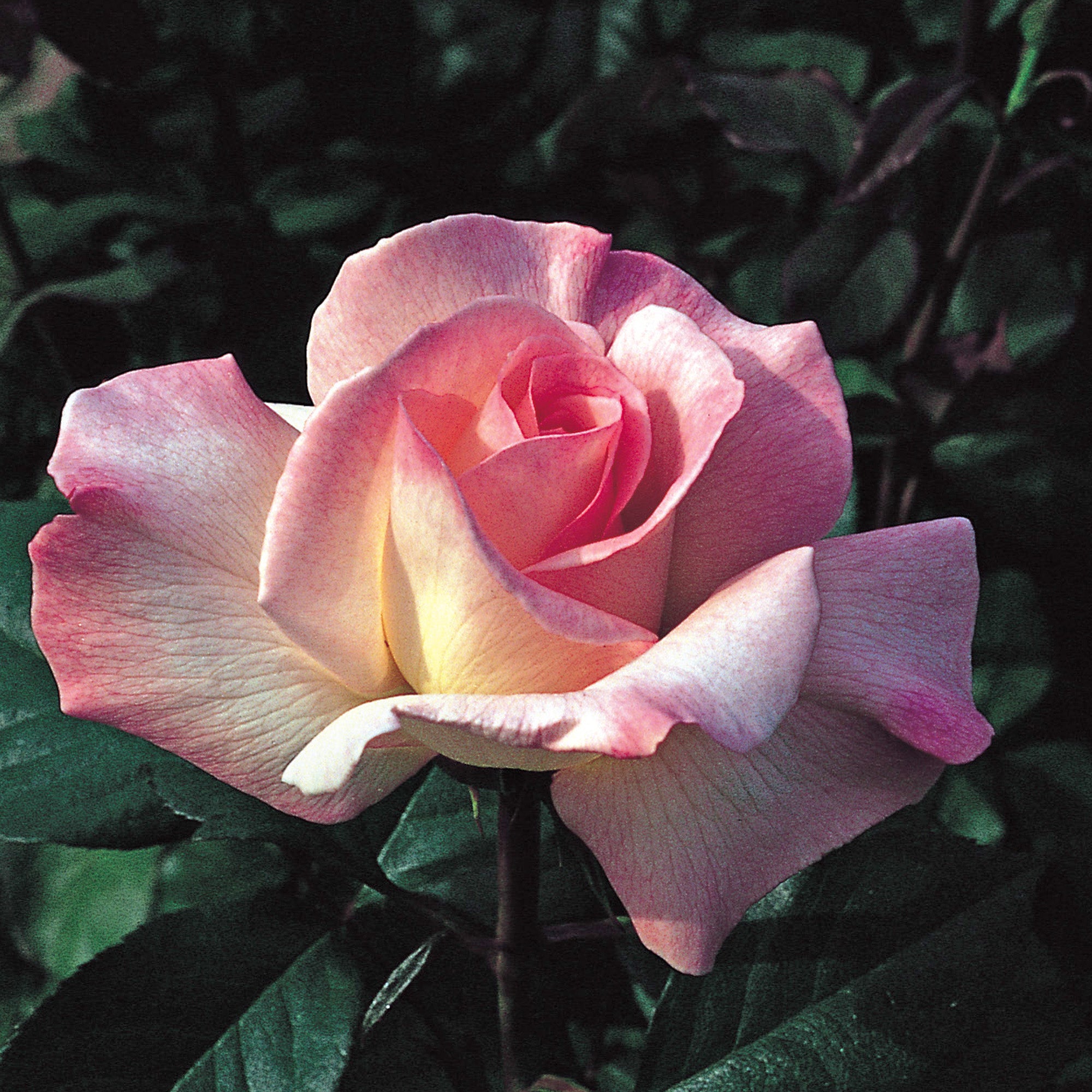 Pristine (Jacpico) | Hybrid Tea | David Austin Roses