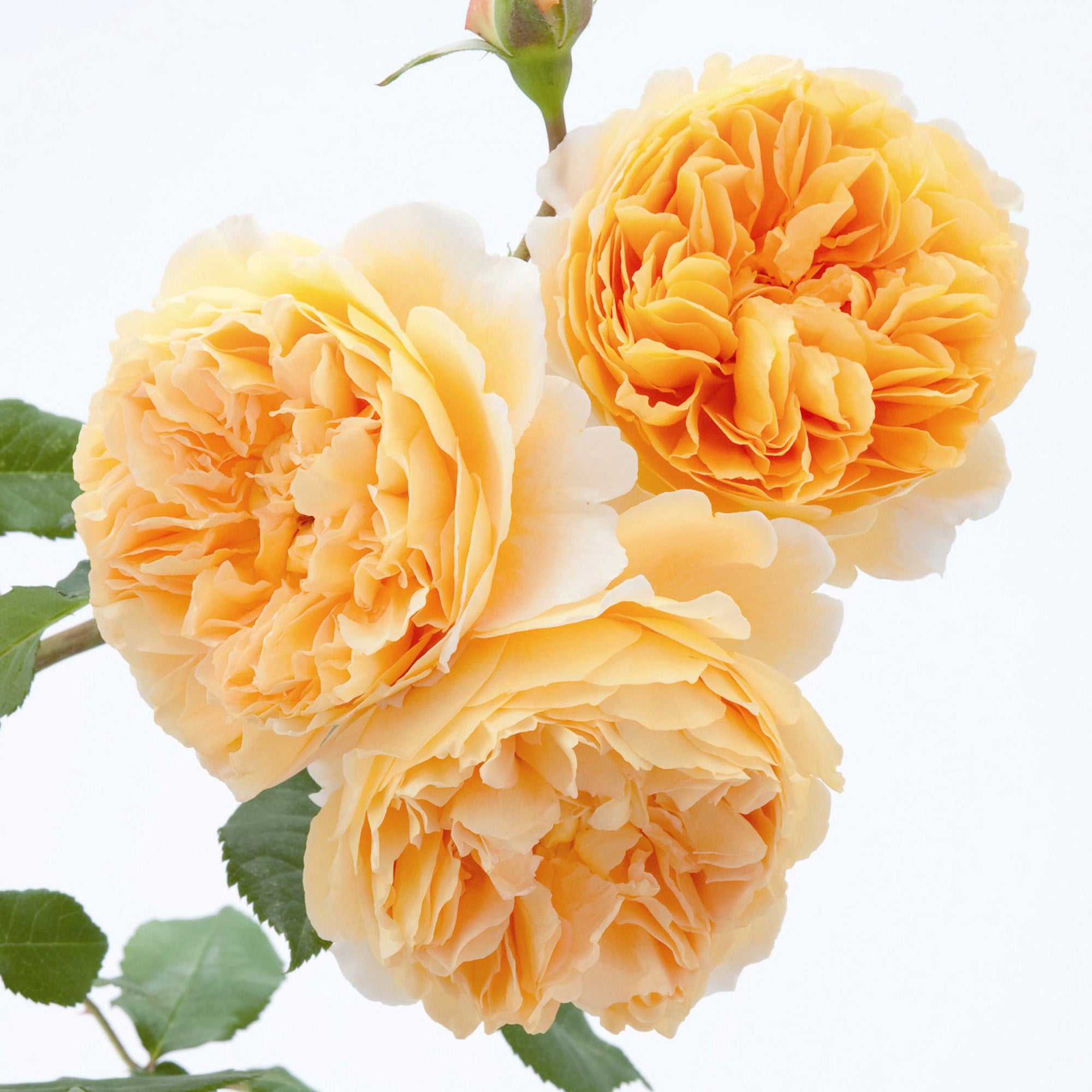 Crown Princess Margareta™