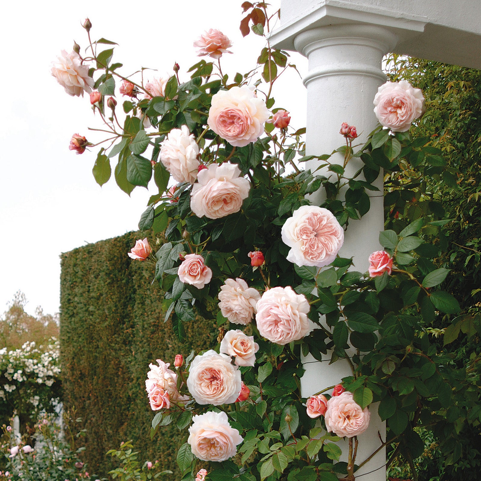 A Shropshire Lad®