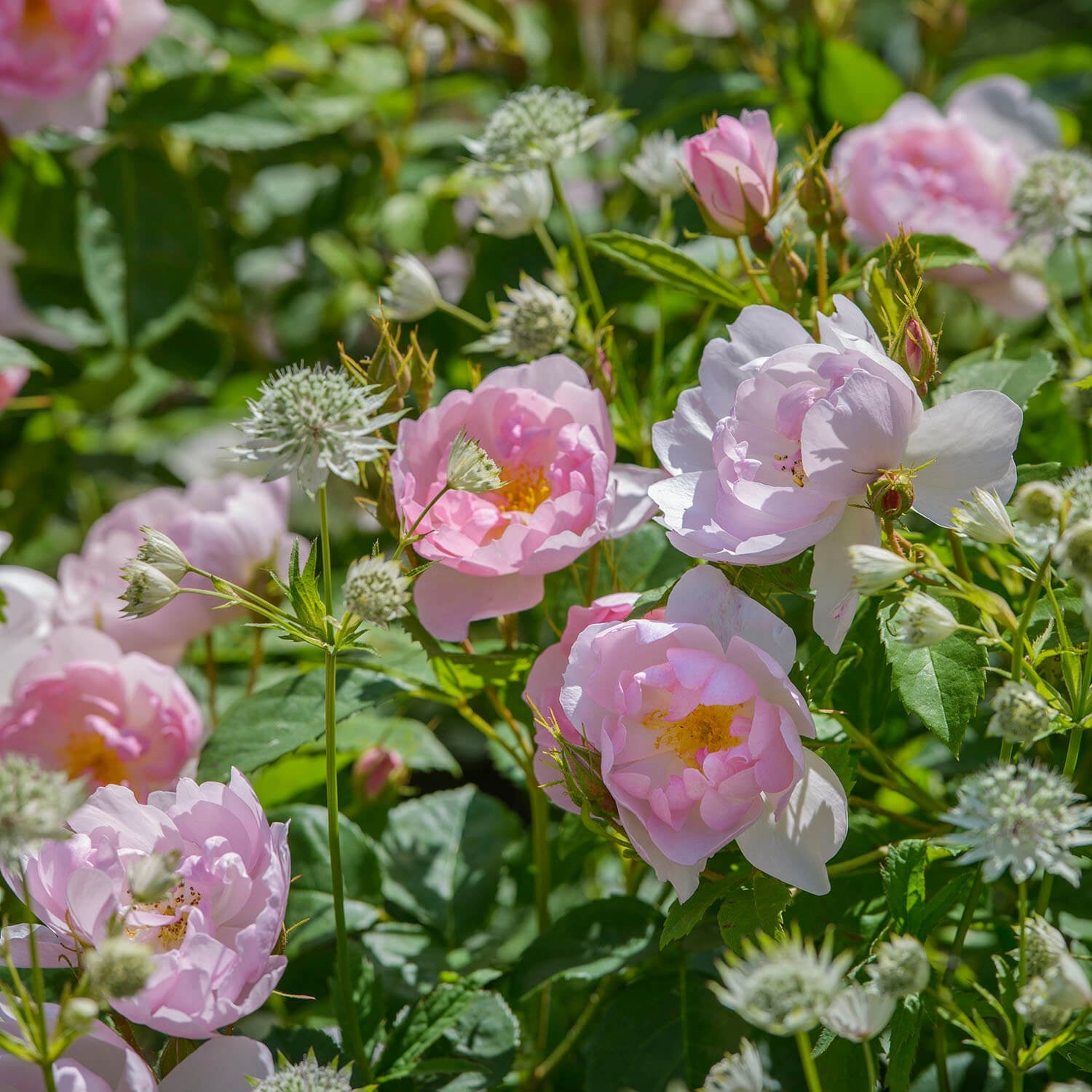 Scarborough Fair®