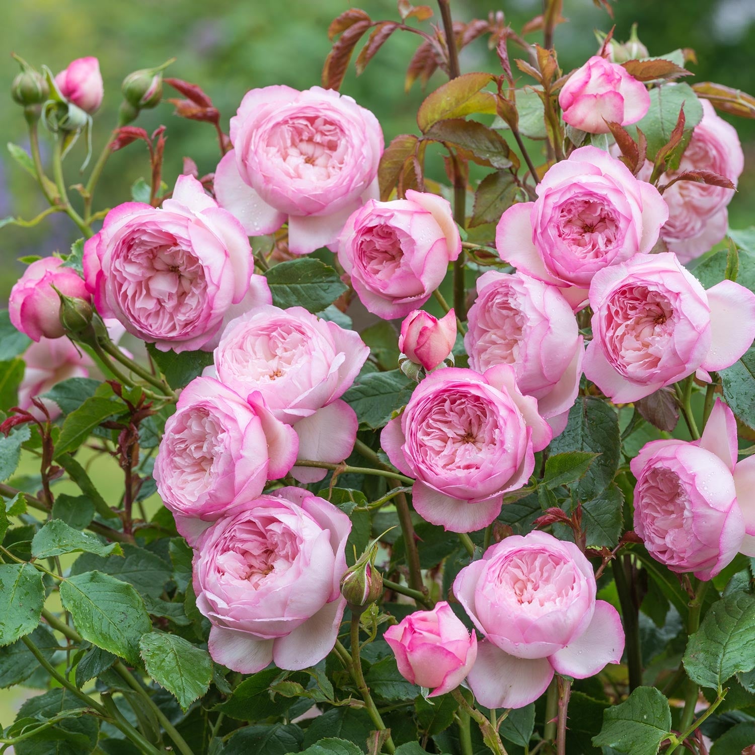 Rosa The Mill on the Floss