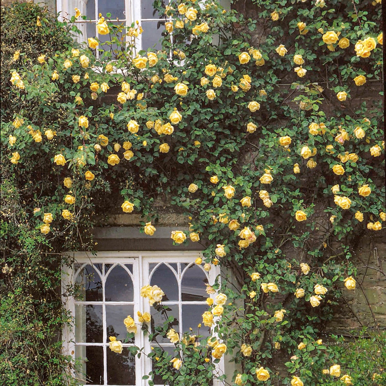 Rosa Climbing Lady Hillingdon