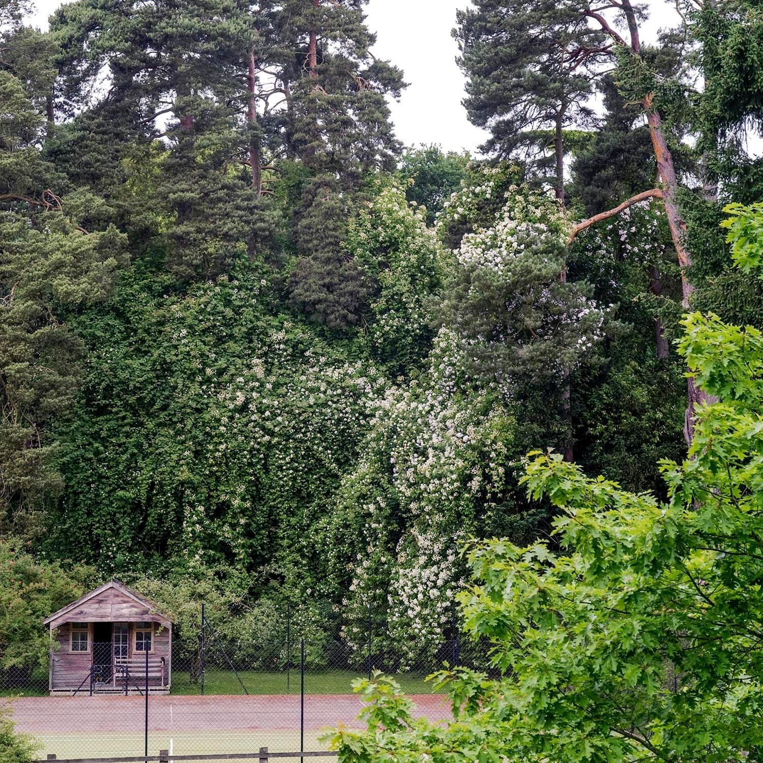 R. filipes 'Kiftsgate'