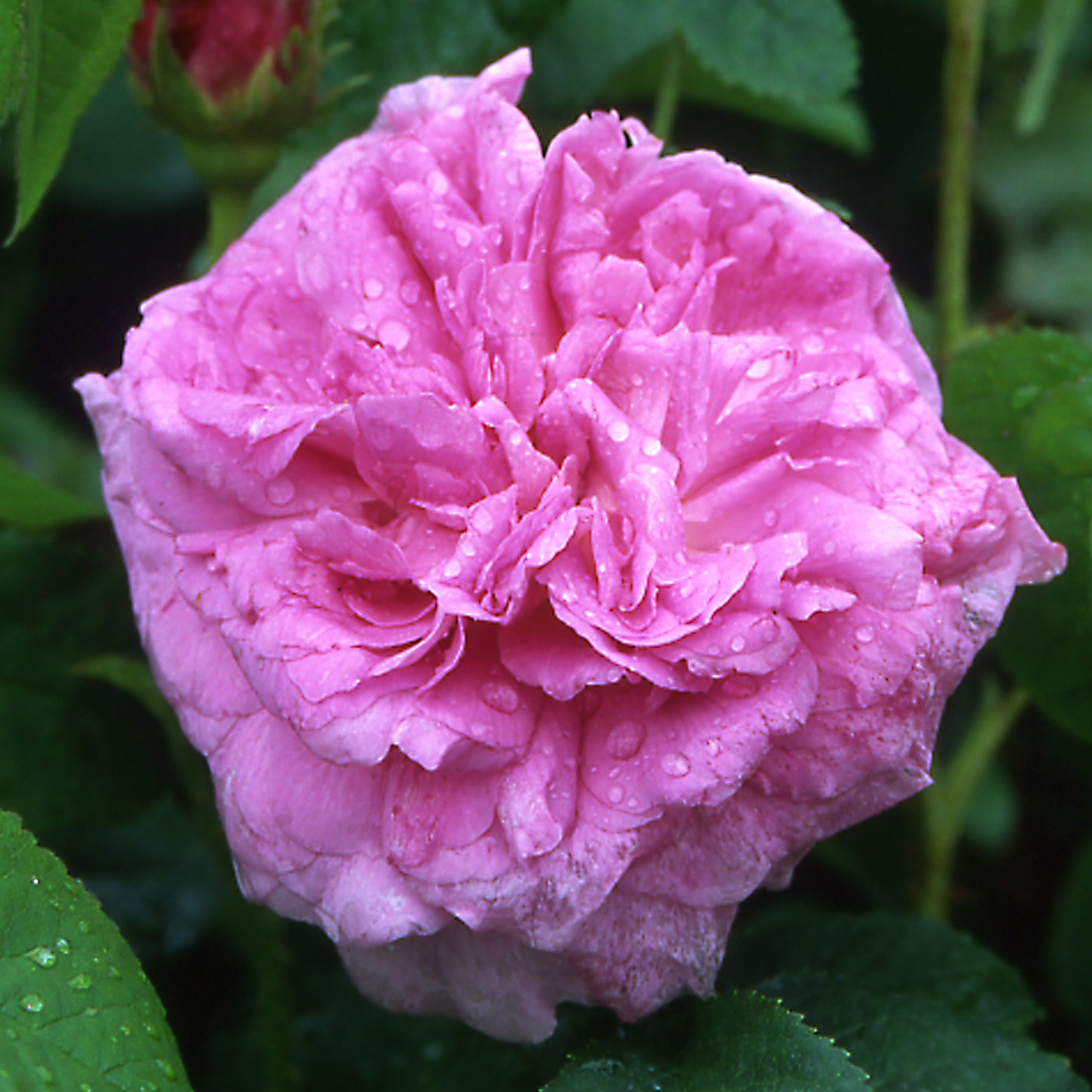 Duchesse d'Angoulème