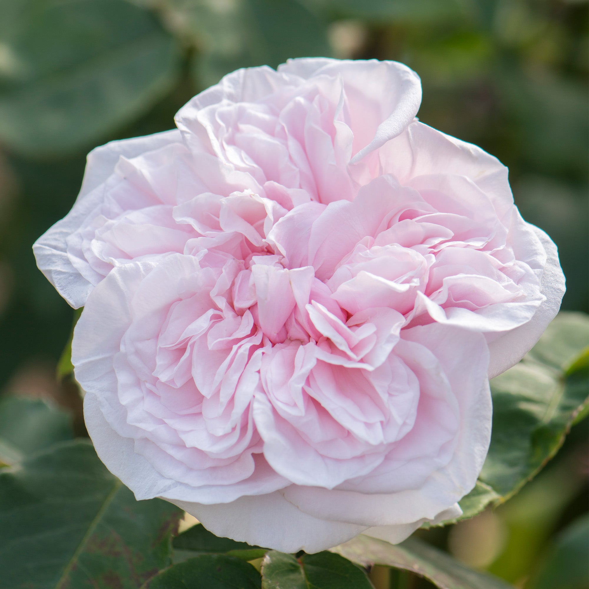 Rosa Souvenir de la Malmaison