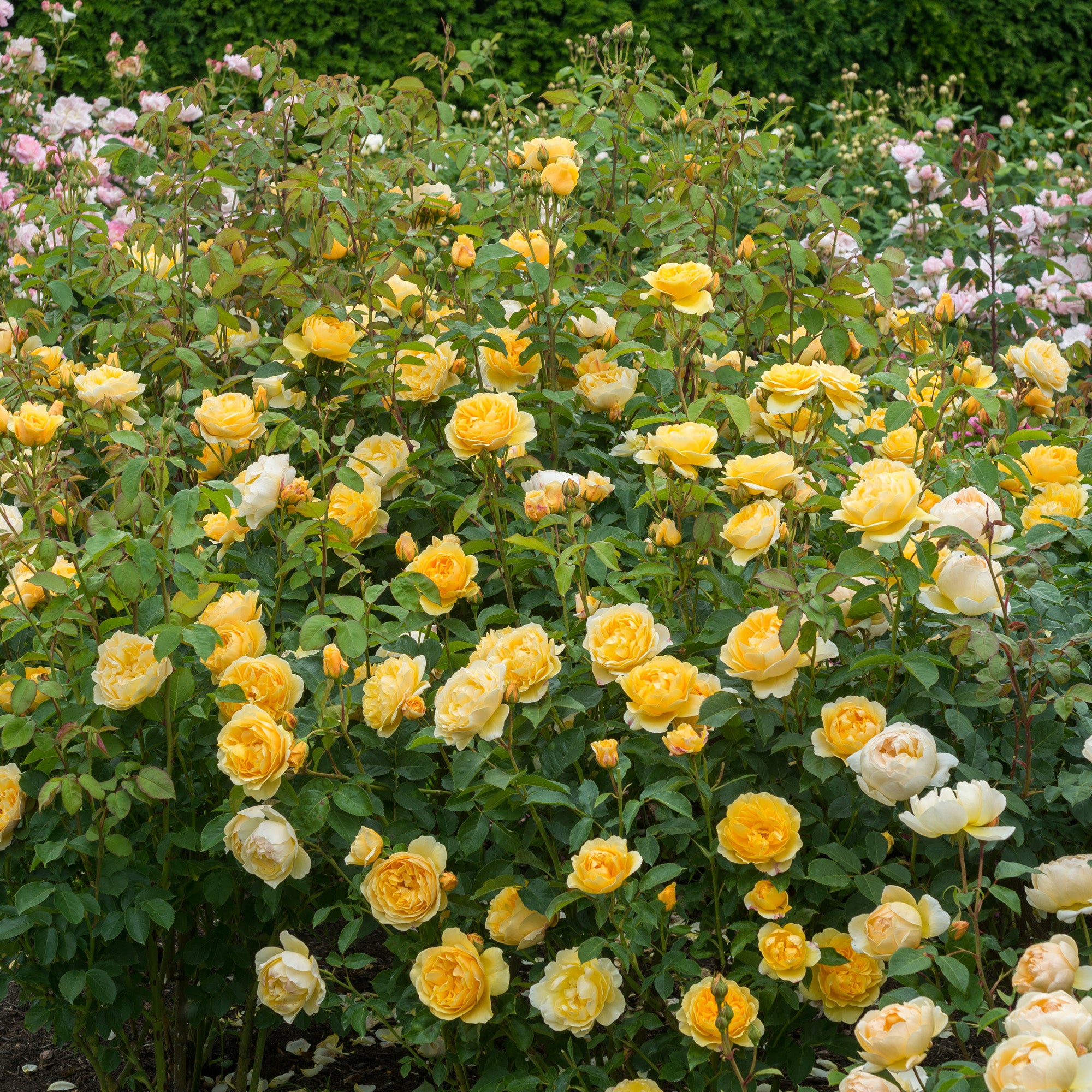 Graham Thomas English Shrub Rose David Austin Roses