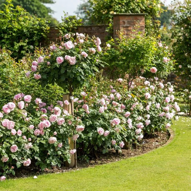 Olivia Rose Austin®