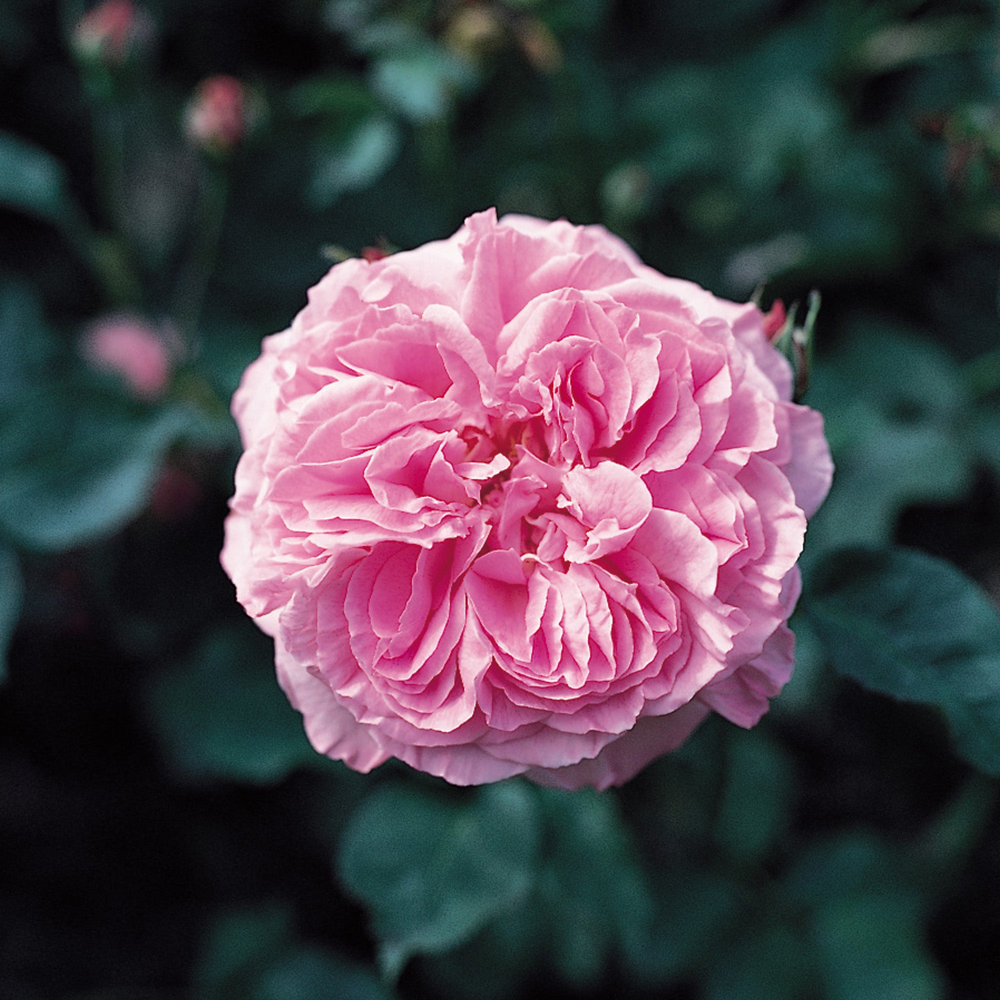 Mme. Lauriol de Barny