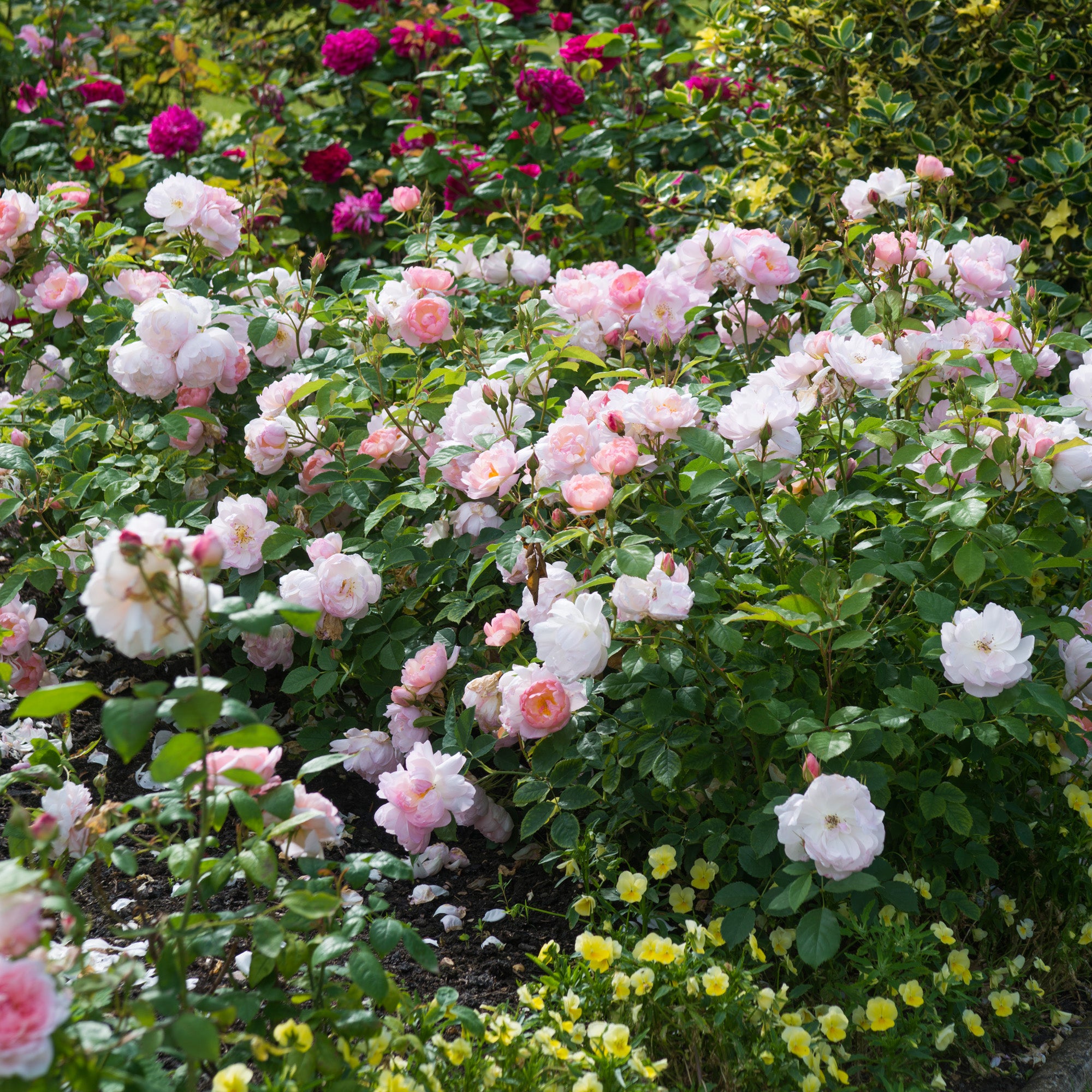 Scarborough Fair®