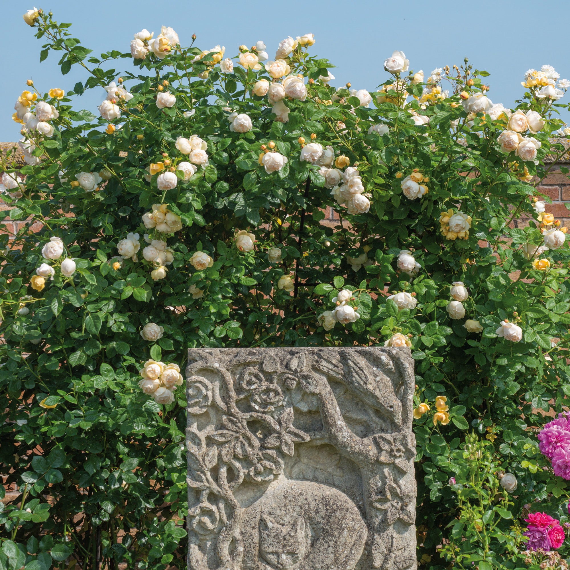 Rose Wollerton Old Hall