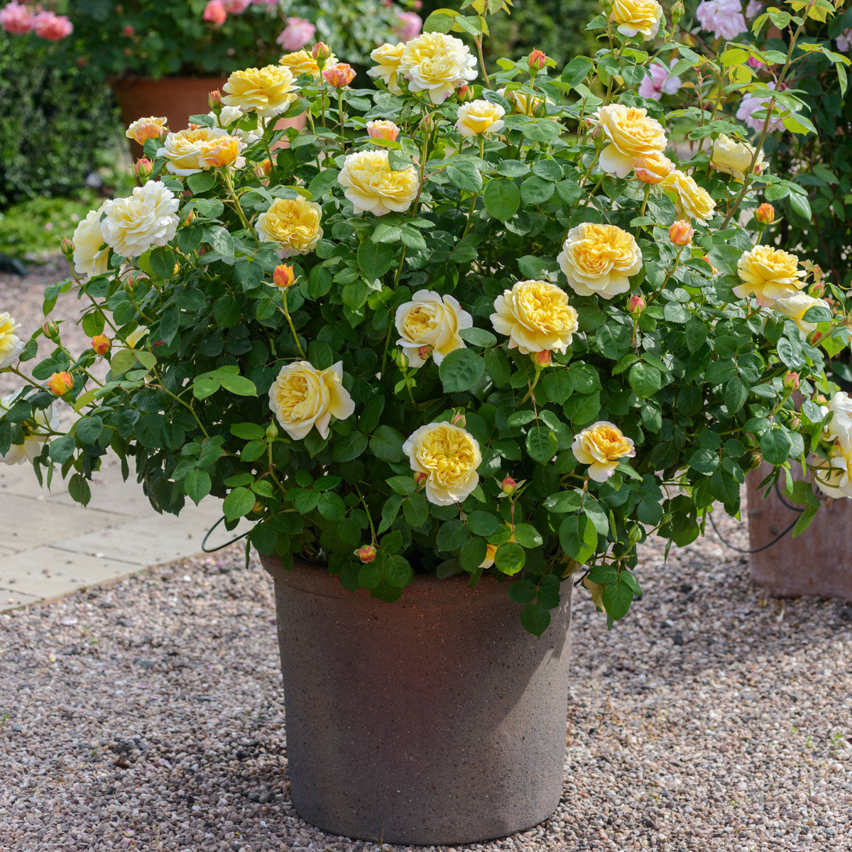 Rose Charles Darwin