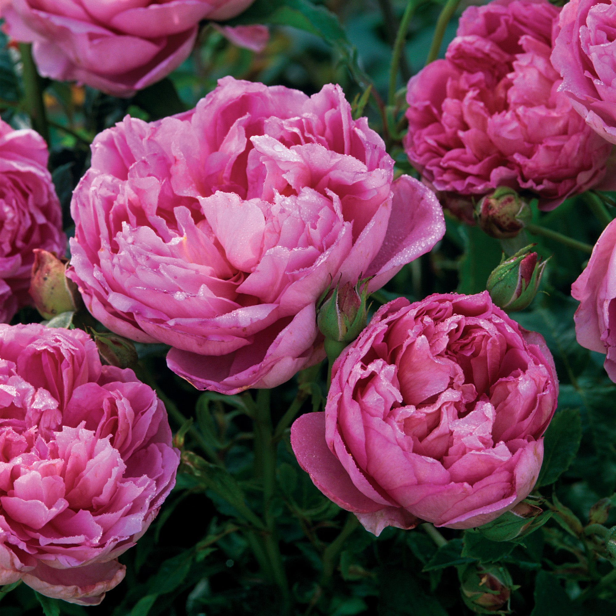 The Ingenious Mr. Fairchild