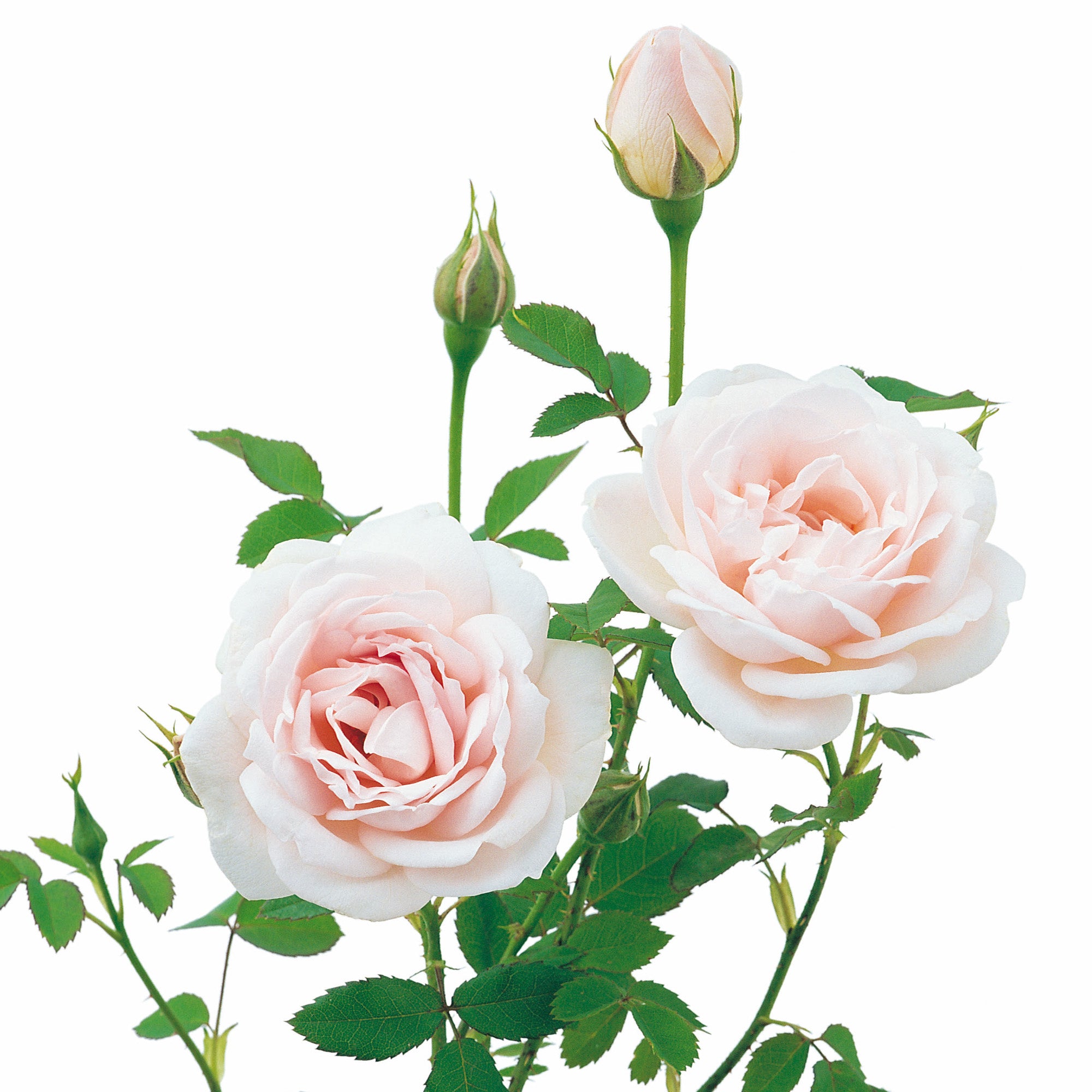 Lochinvar English Shrub Rose David Austin Roses
