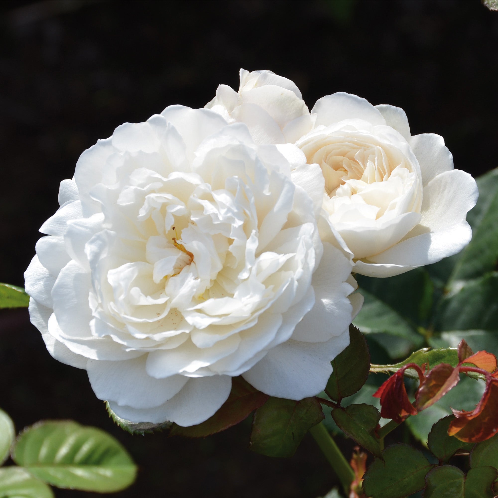 William and Catherine®