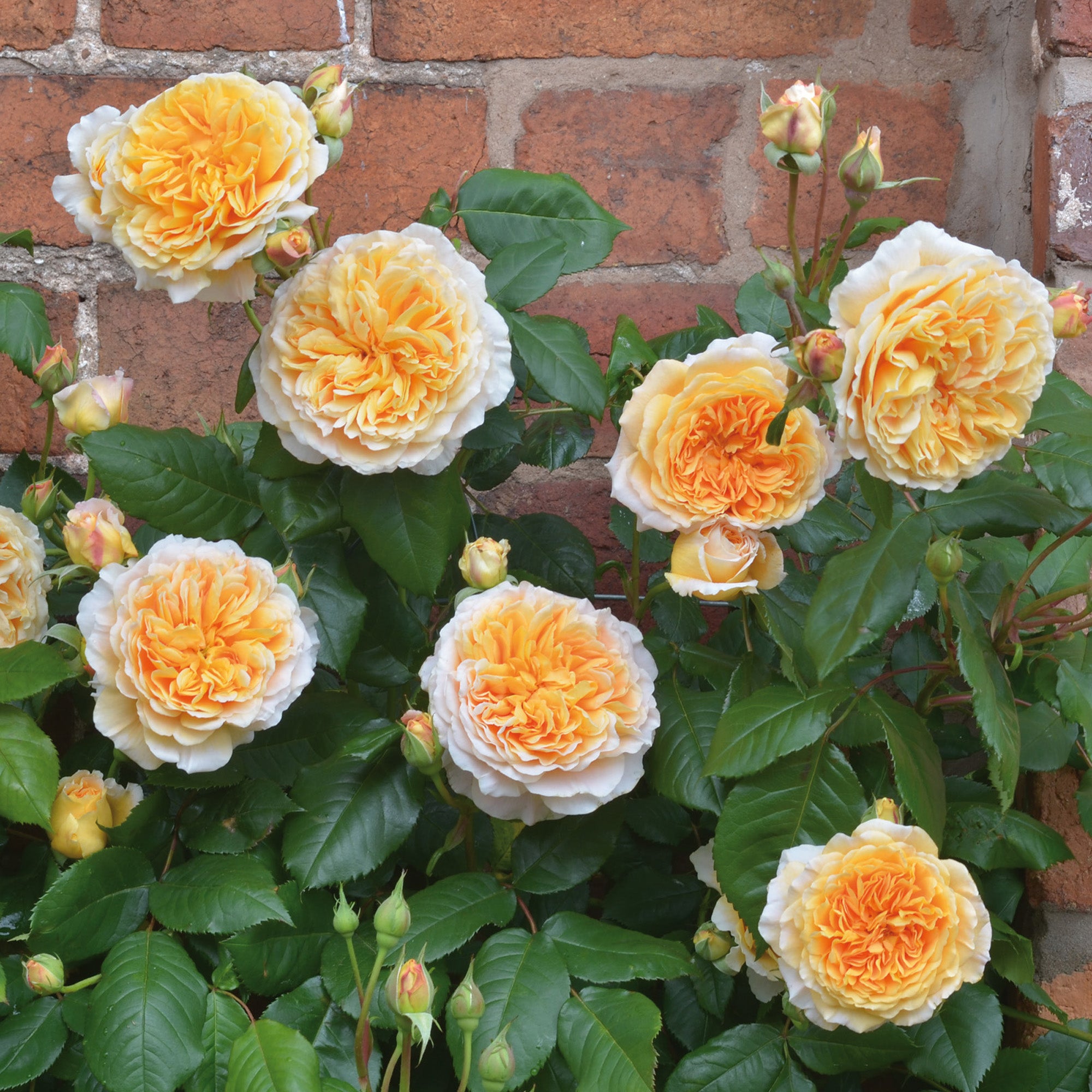 Crown Princess Margareta™