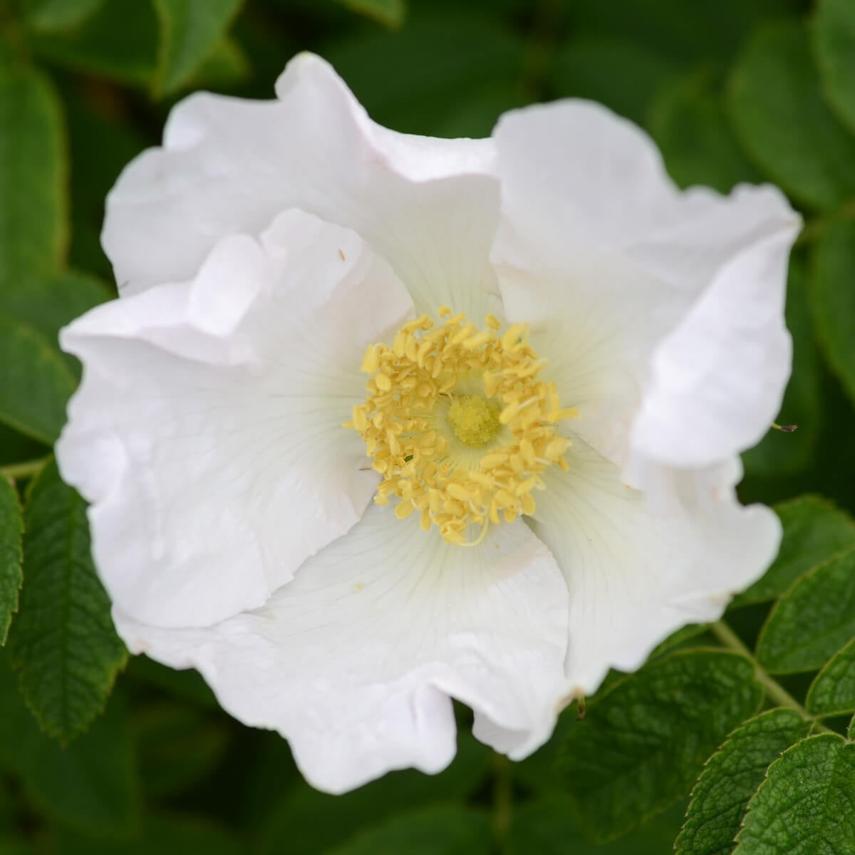 R. x micrugosa 'Alba'