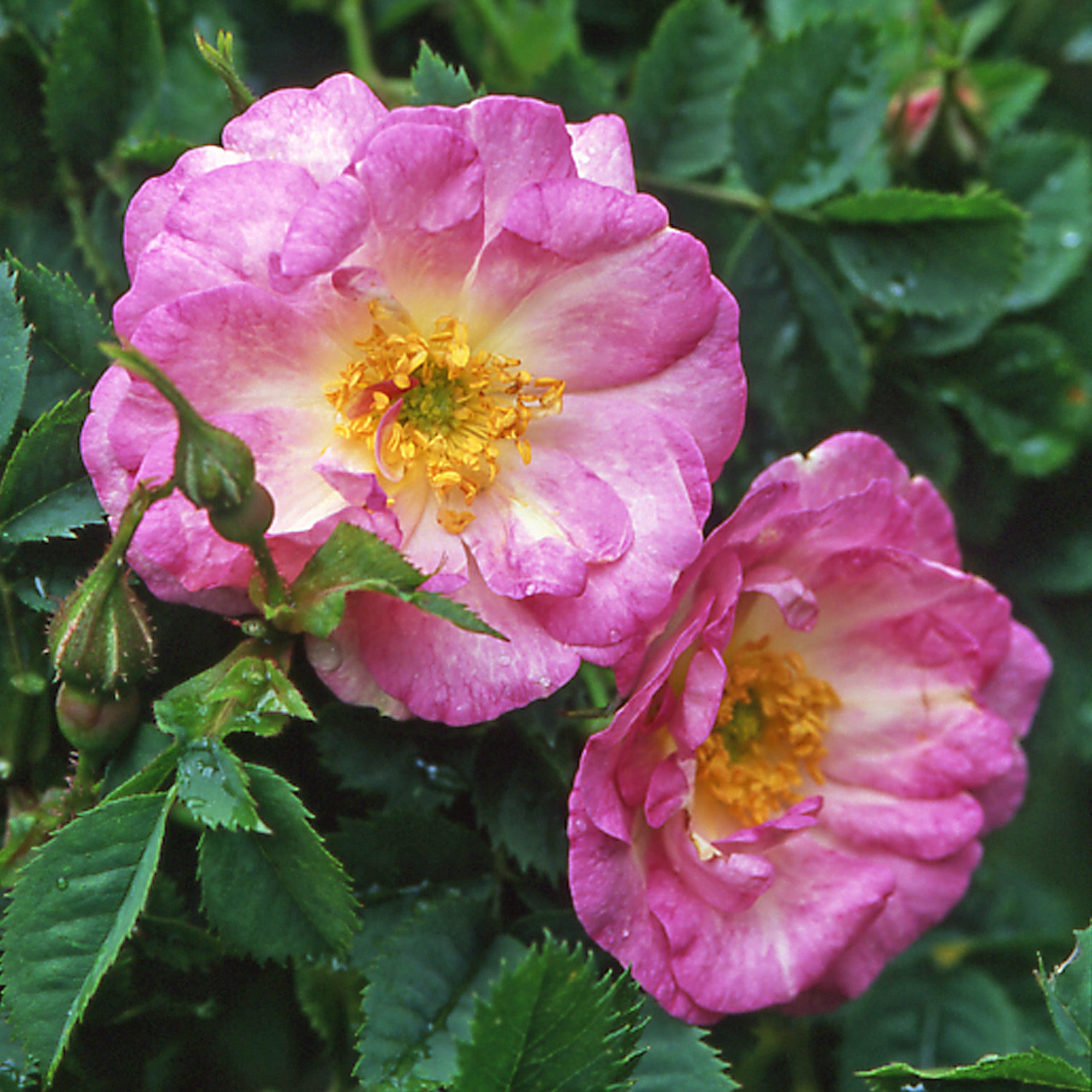 R. rub. ‘Janet’s Pride’