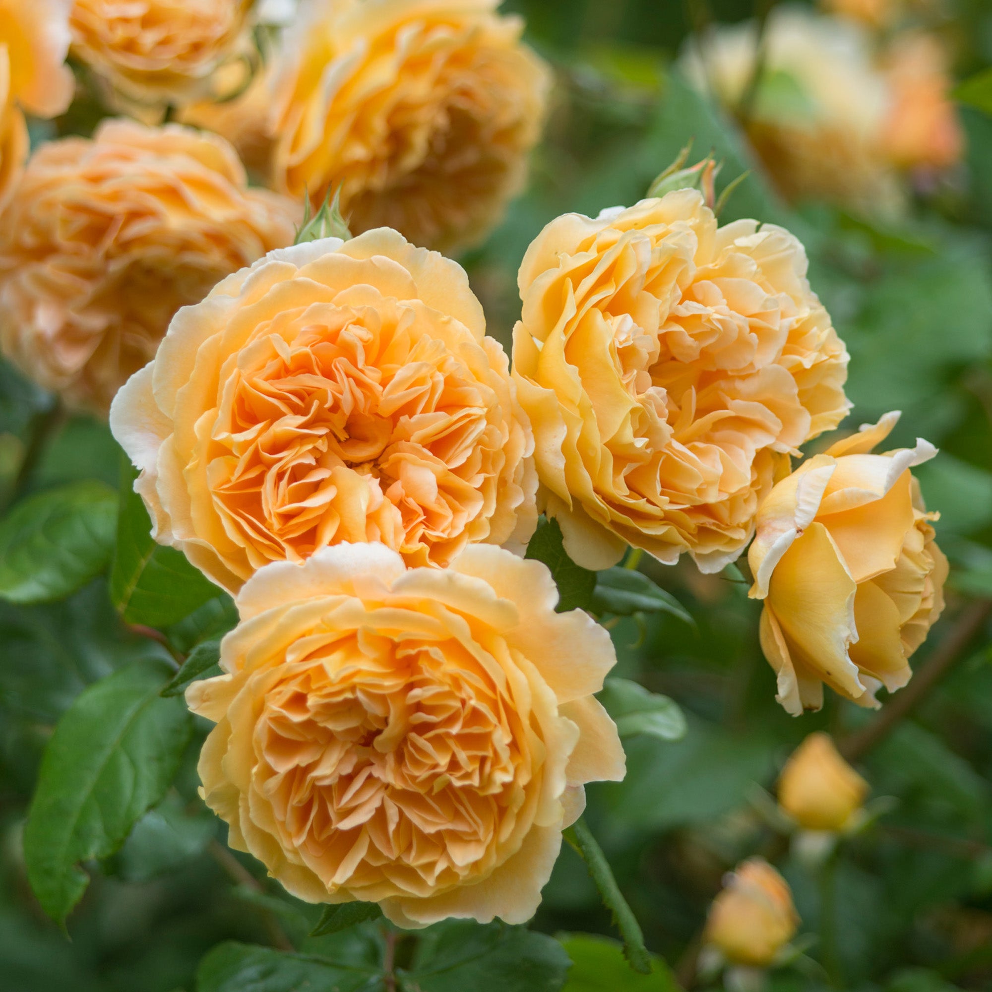 Crown Princess Margareta™