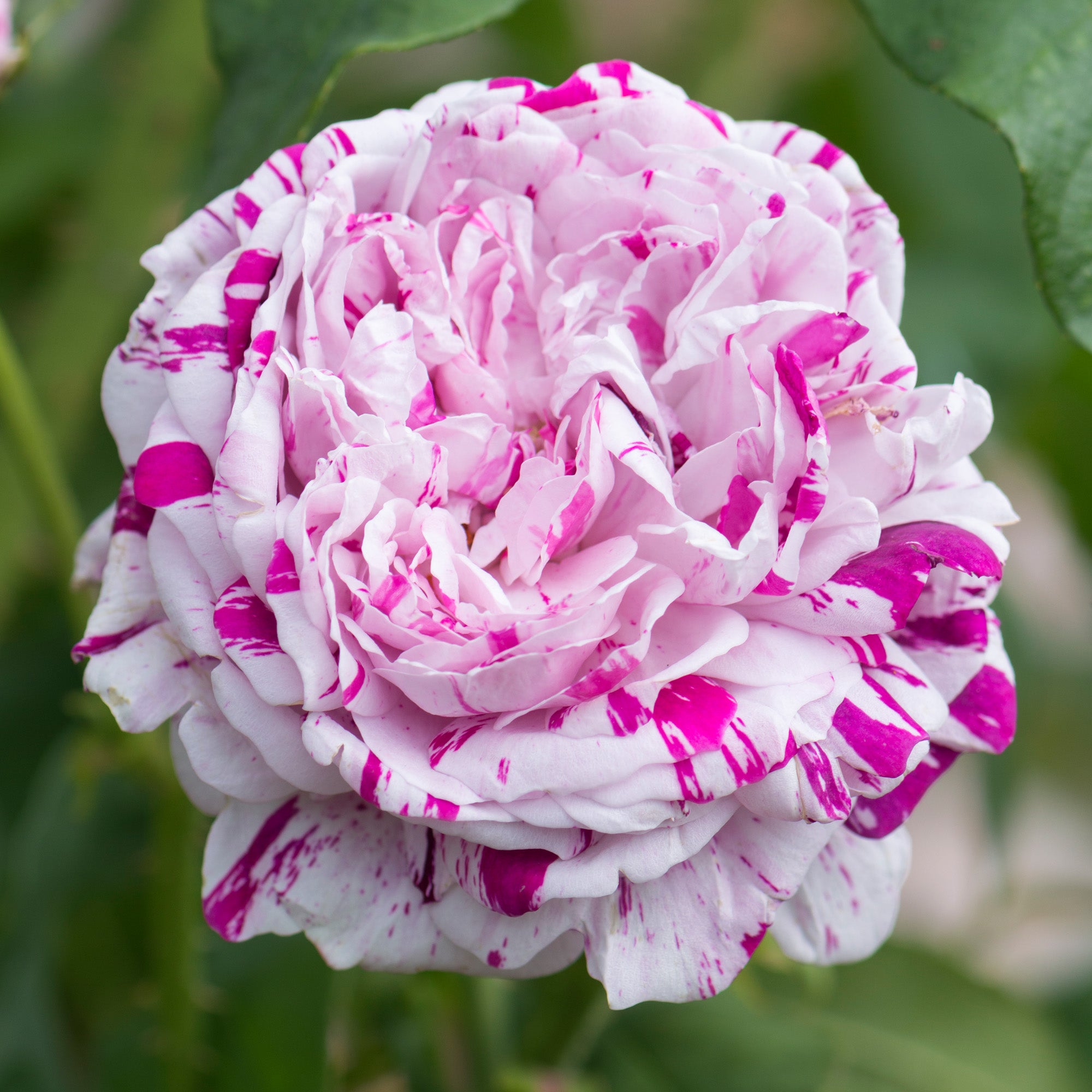 Variegata di Bologna | Old Rose | David Austin Roses