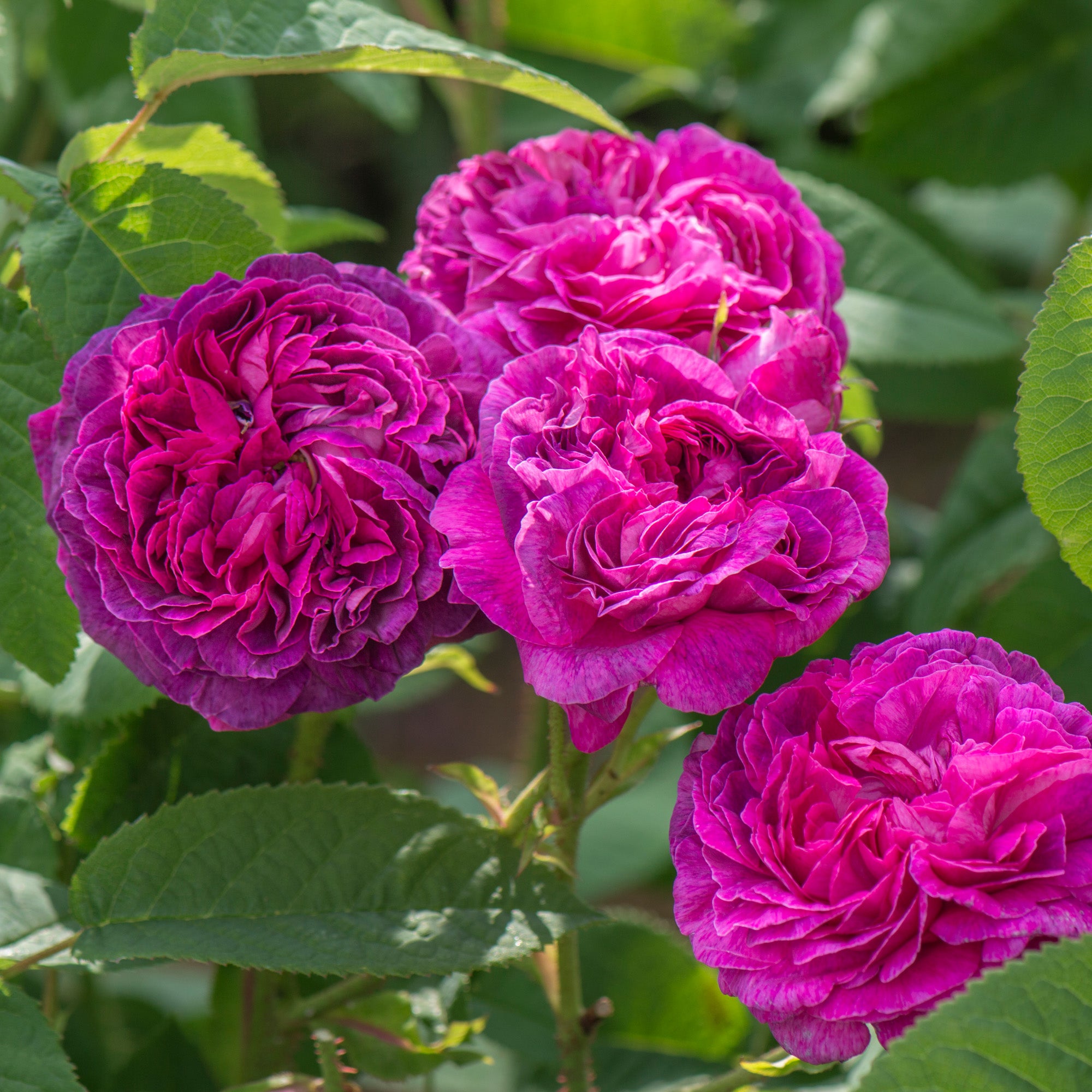 Duchesse de Buccleugh