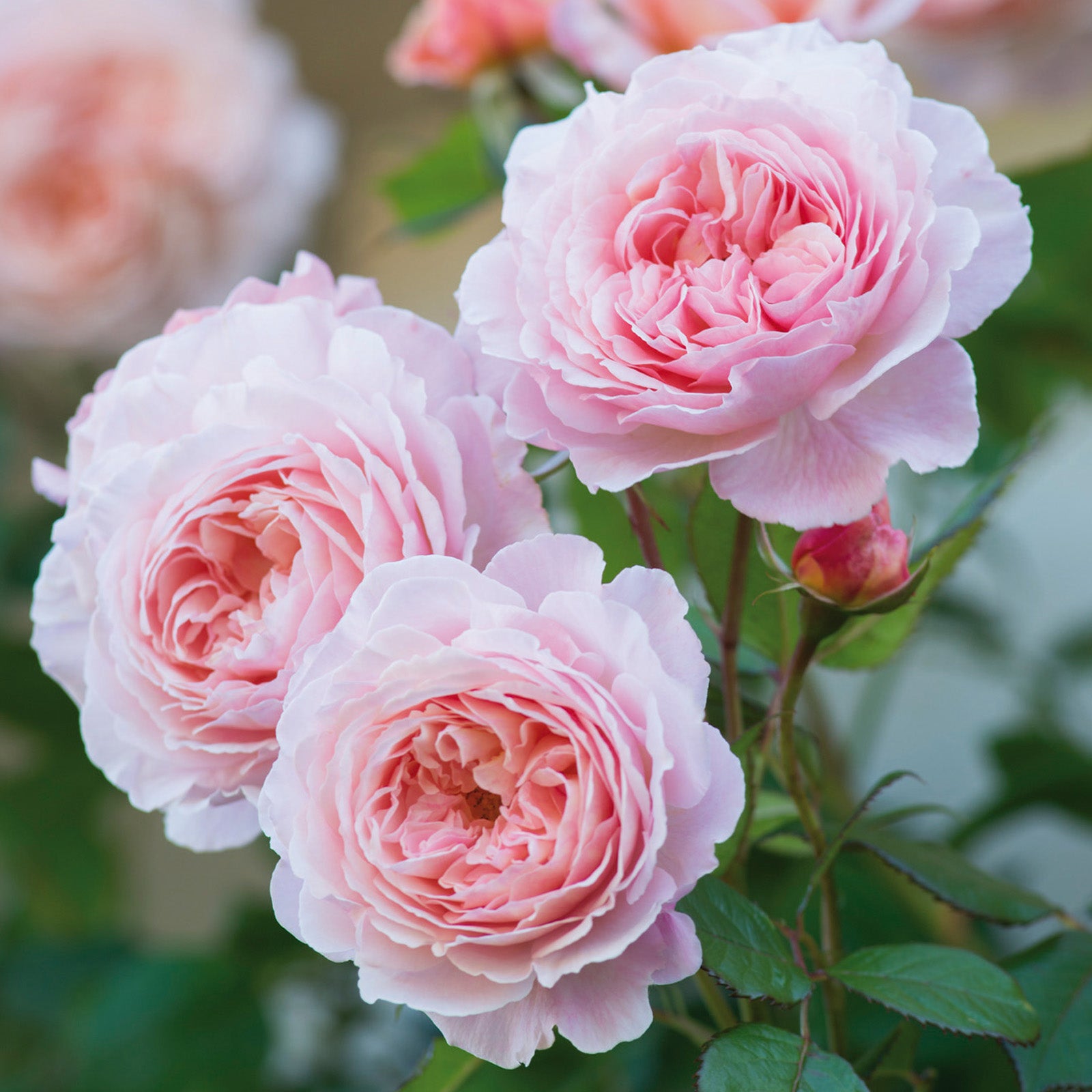 A Shropshire Lad®