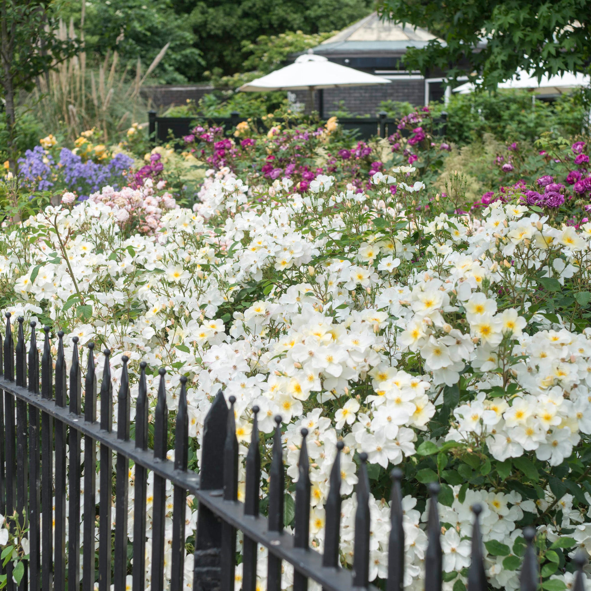 Kew Gardens® 10 Rose Hedging Bundle