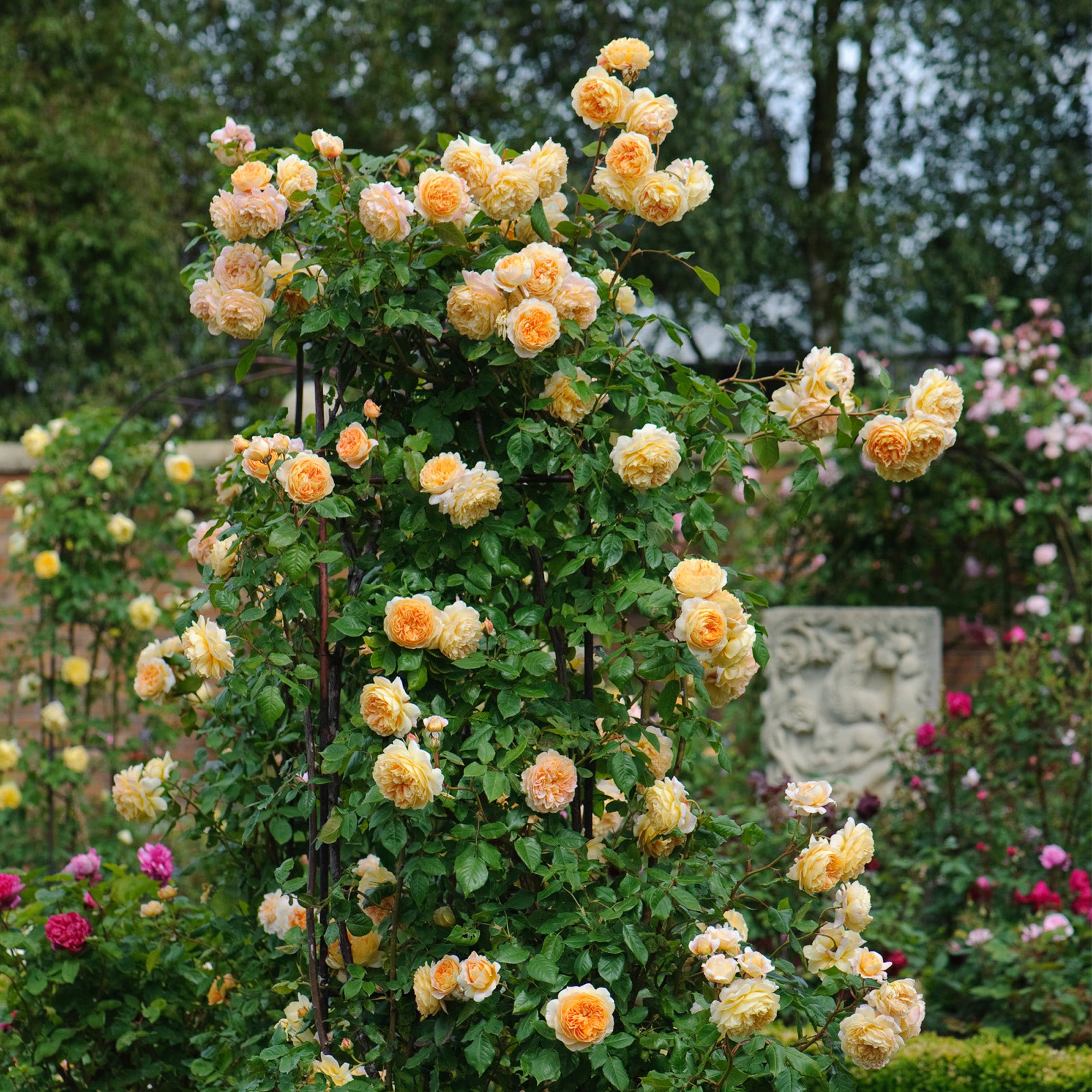 Crown Princess Margareta™
