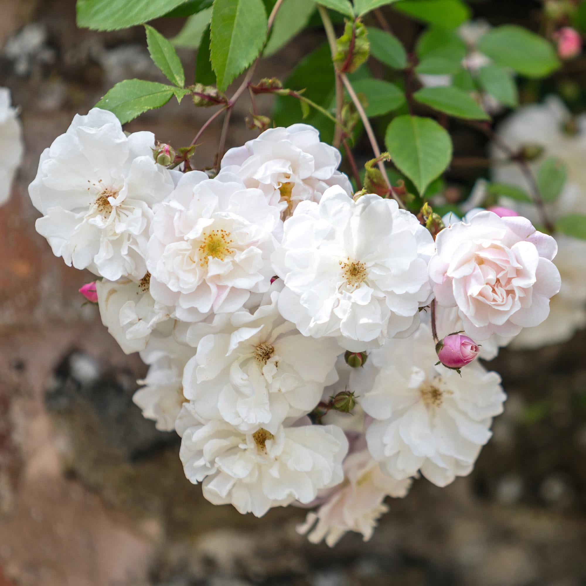 Rosa Adelaide d'Orléans