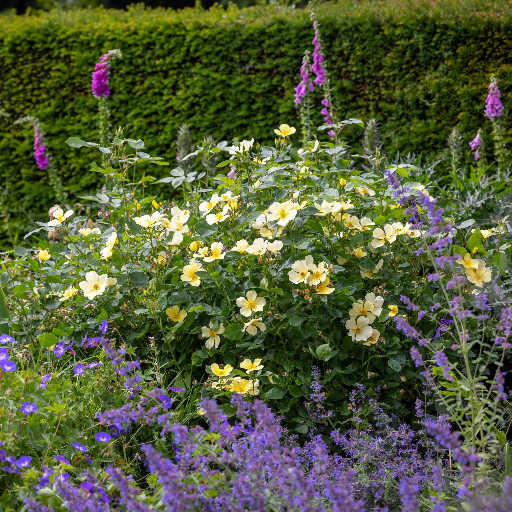 Rose Tottering By Gently
