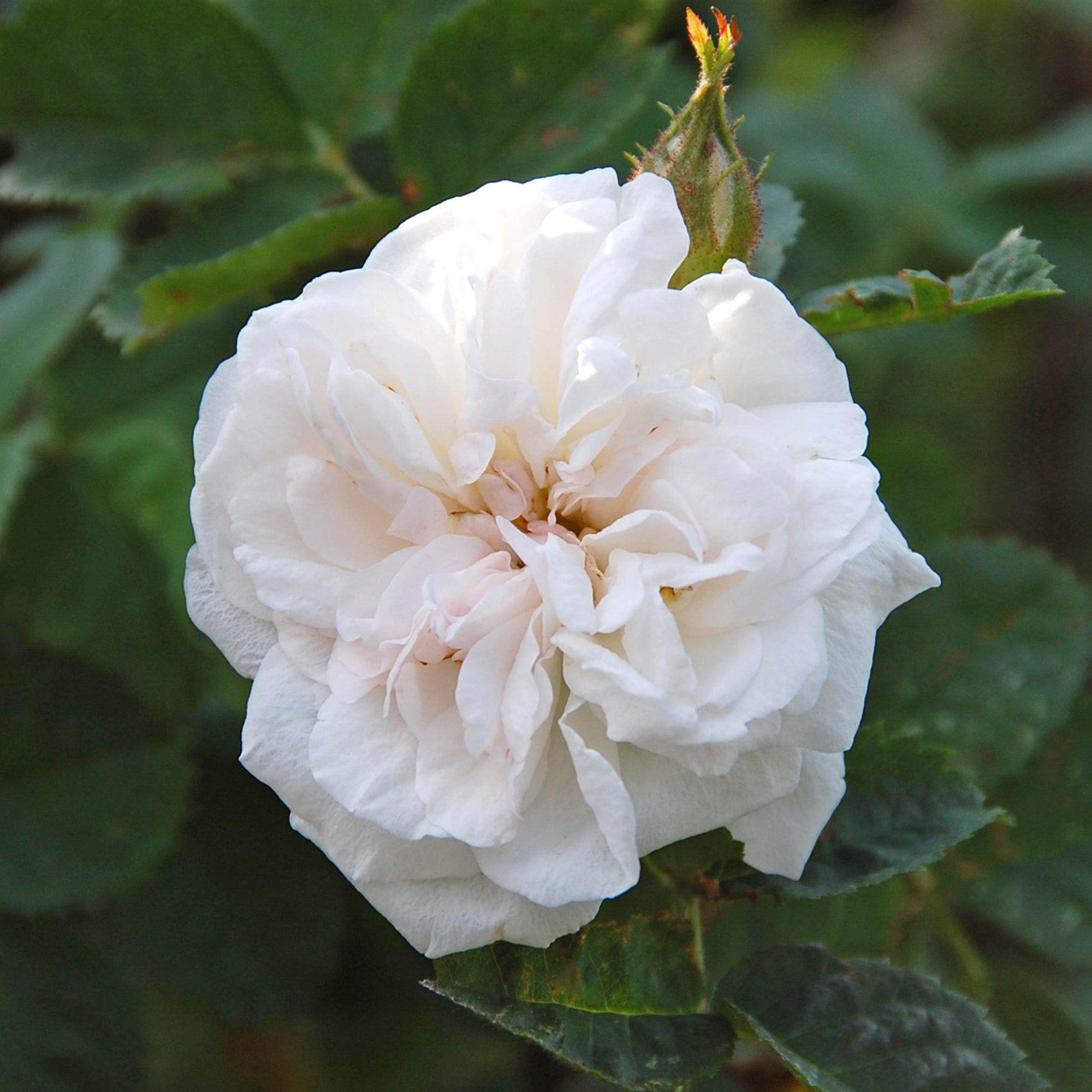 R. rub. 'Manning's Blush'