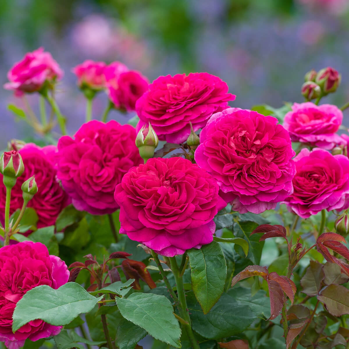 Gabriel Oak® 10 Rose Hedging Bundle
