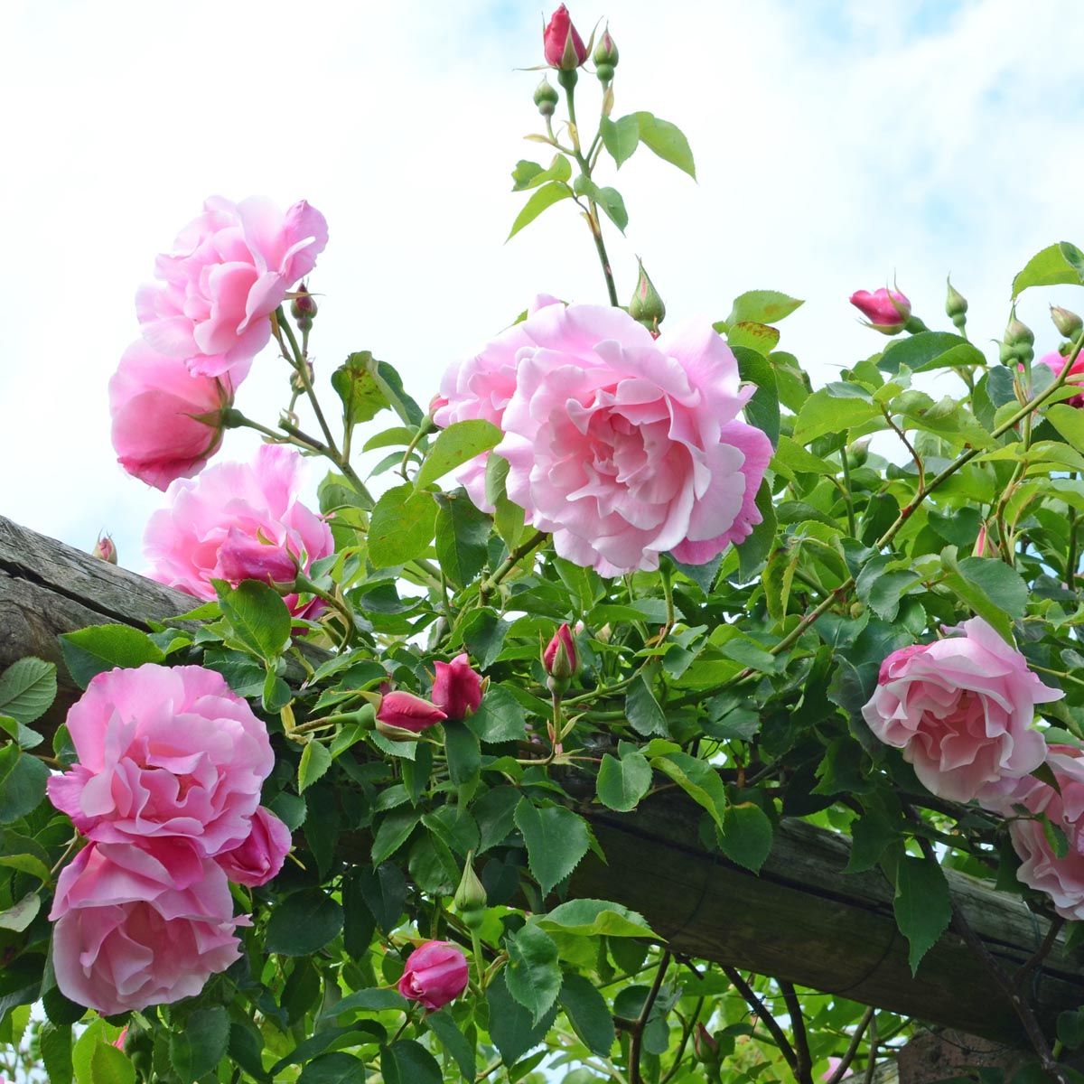 Mme. Edouard Herriot