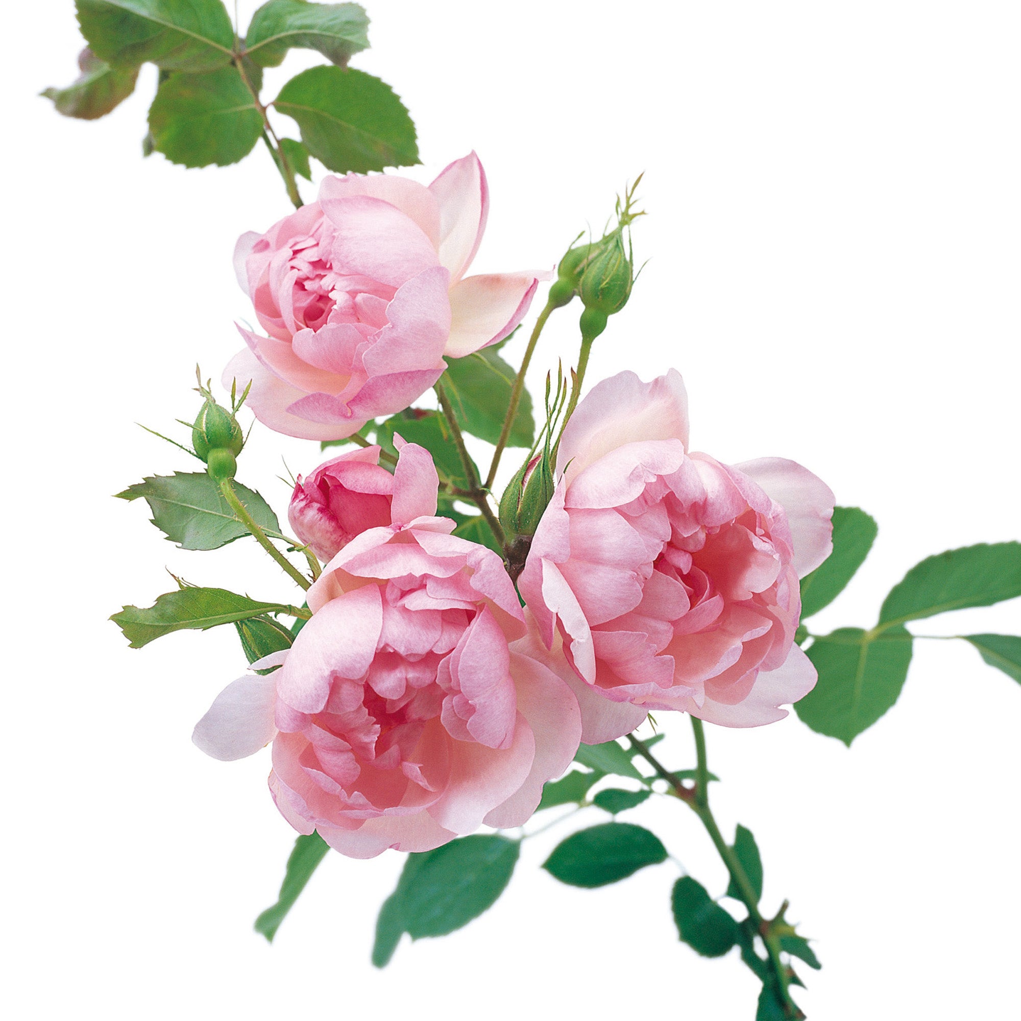 Scarborough Fair®