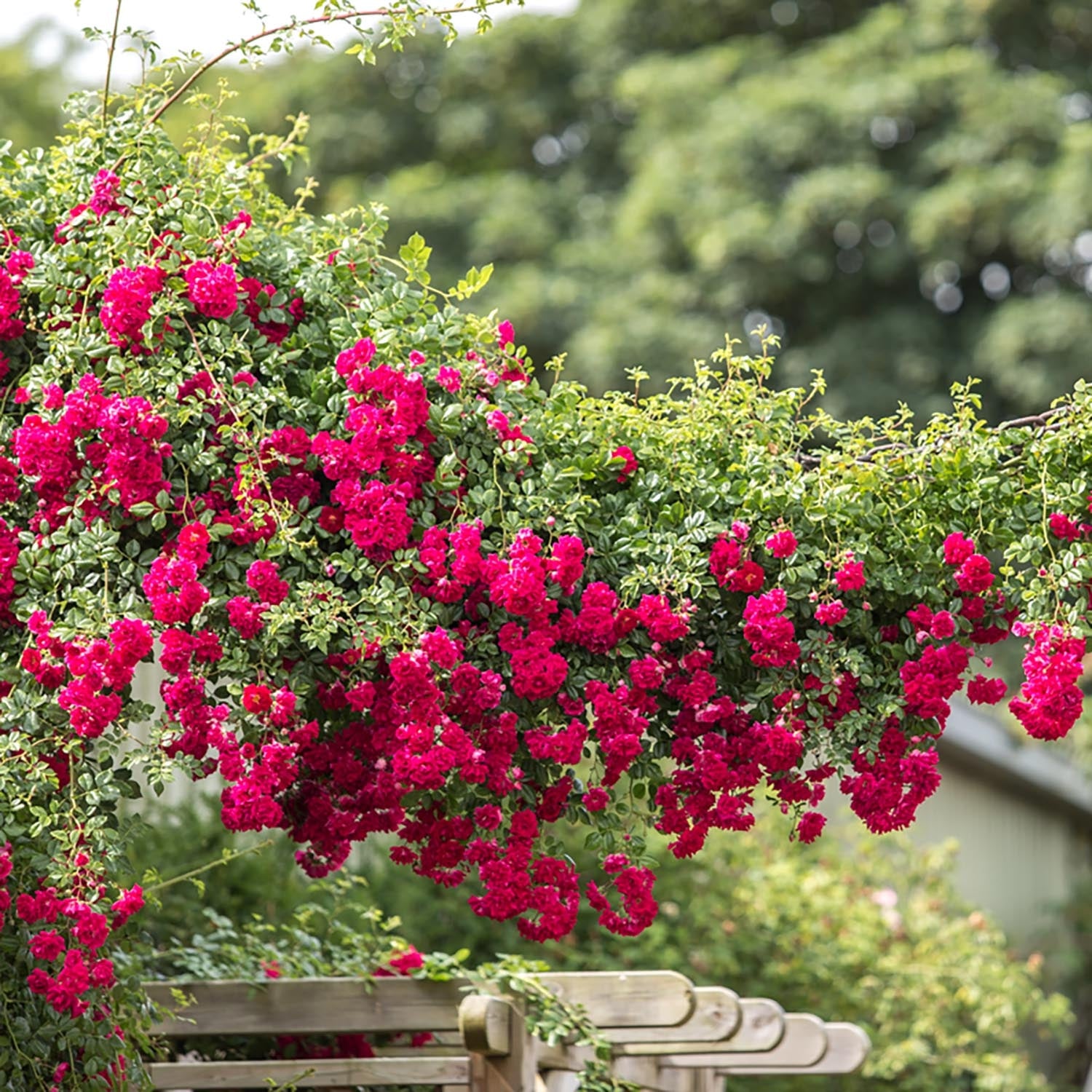 Crimson Shower Rambling Rose David Austin Roses crimson-shower-rambling-rose-david-austin-roses