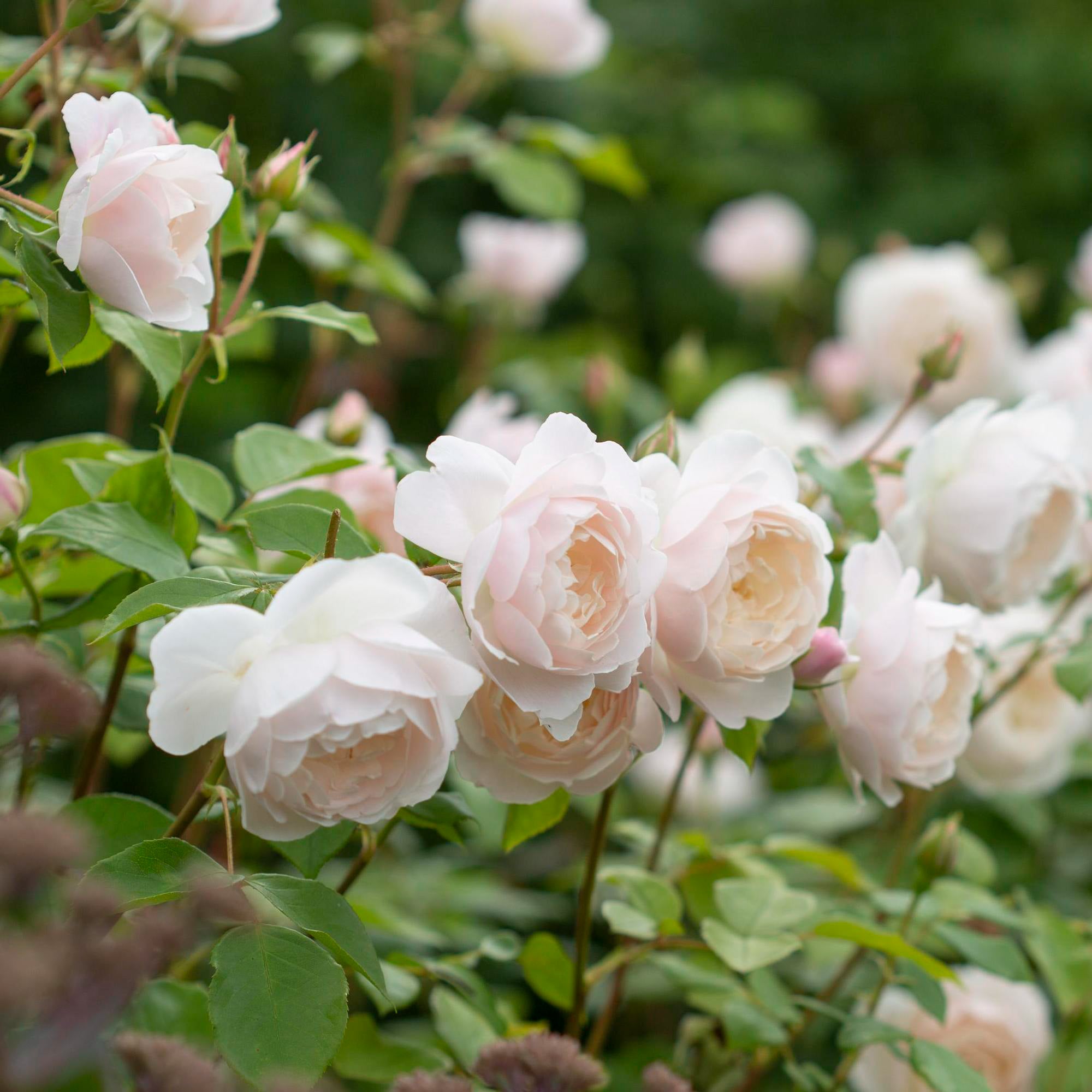Austin Most Fragrant Roses David Austin Handbook Of Roses 2024 25th