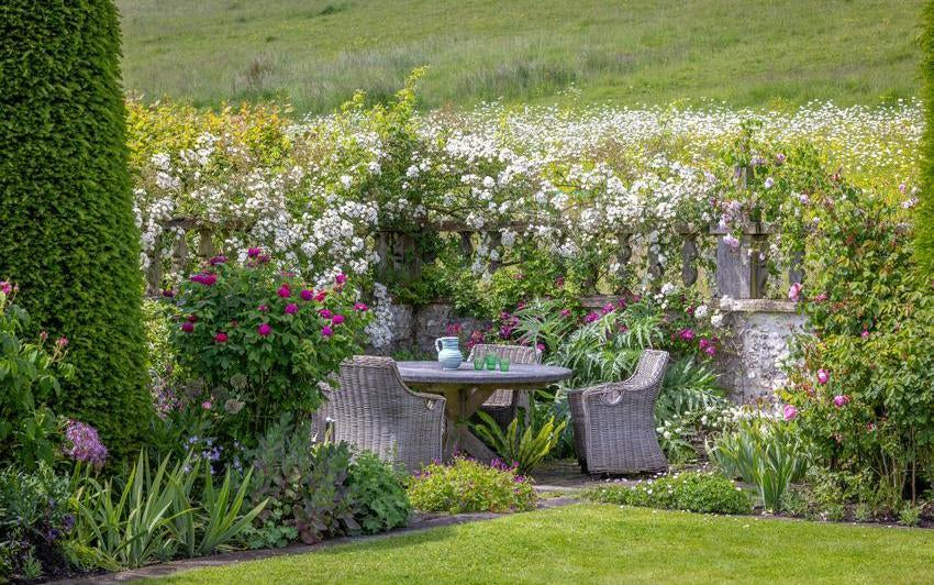 Climbing Roses and Rambling Roses: Understanding the Difference